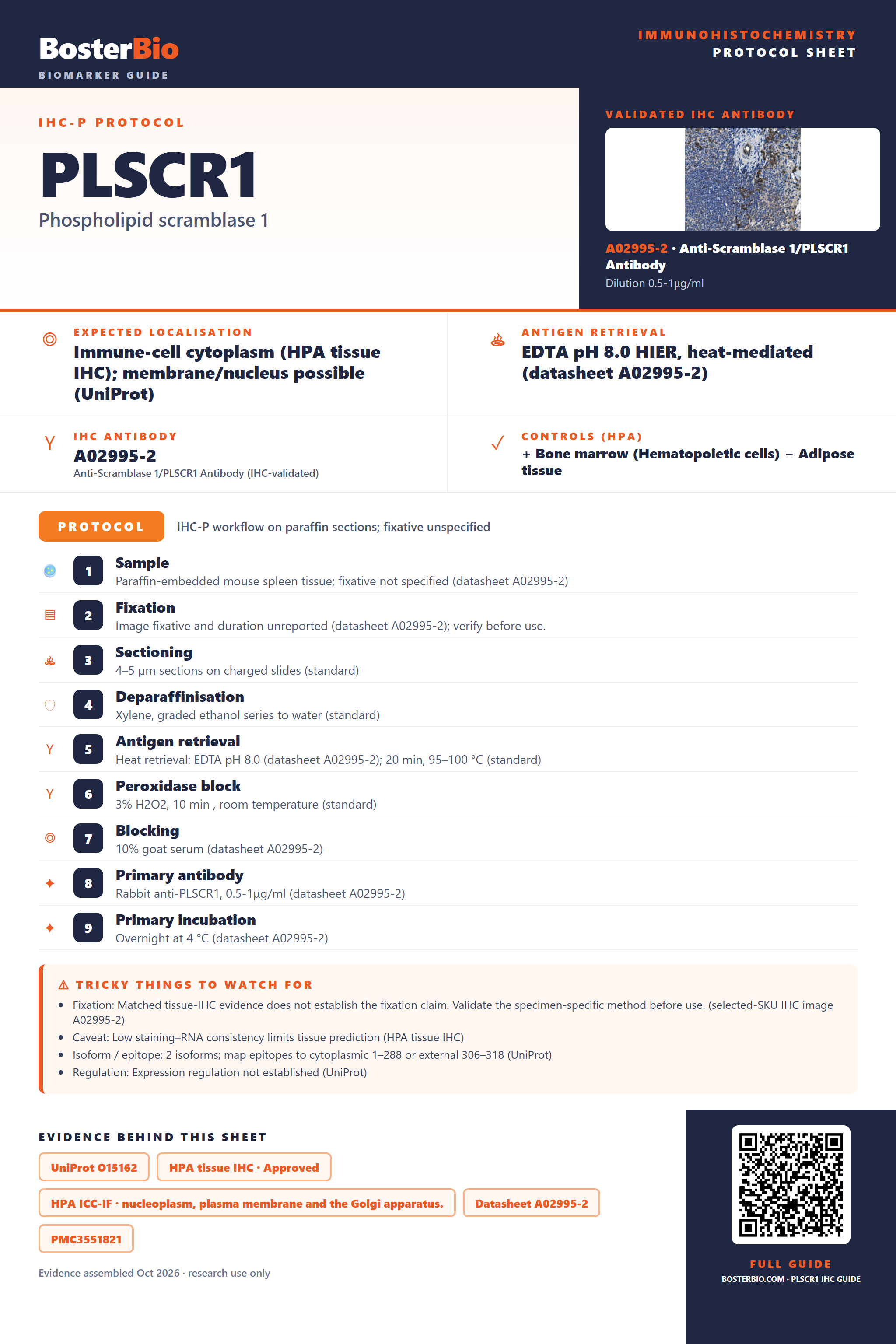 Immunohistochemistry protocol sheet for PLSCR1 (IHC for PLSCR1): expected localisation Immune-cell cytoplasm (HPA tissue IHC); membrane/nucleus possible (UniProt), antibody A02995-2, validated IHC image, and IHC protocol steps