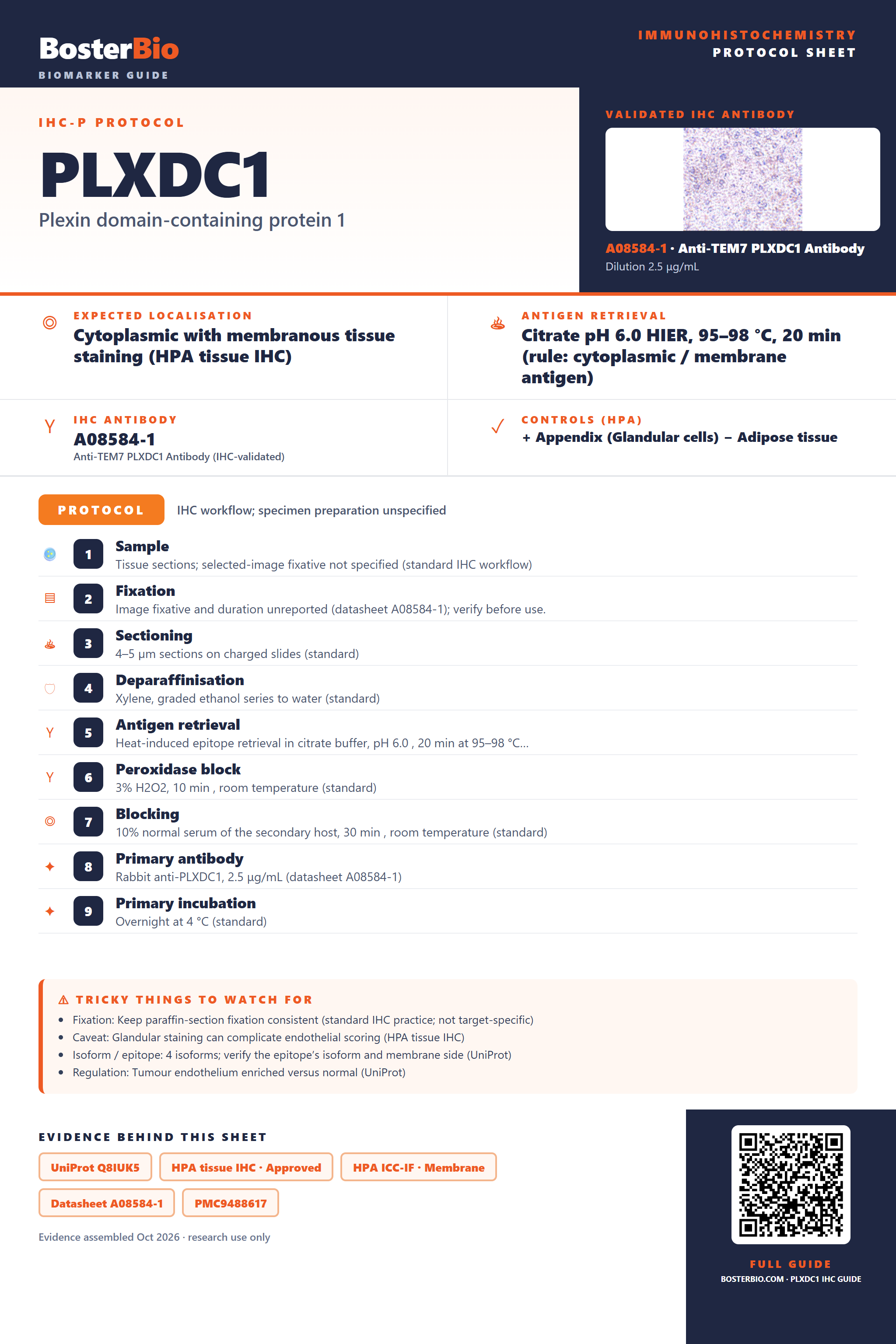 Immunohistochemistry protocol sheet for PLXDC1 (IHC for PLXDC1): expected localisation Cytoplasmic with membranous tissue staining (HPA tissue IHC), antibody A08584-1, validated IHC image, and IHC protocol steps