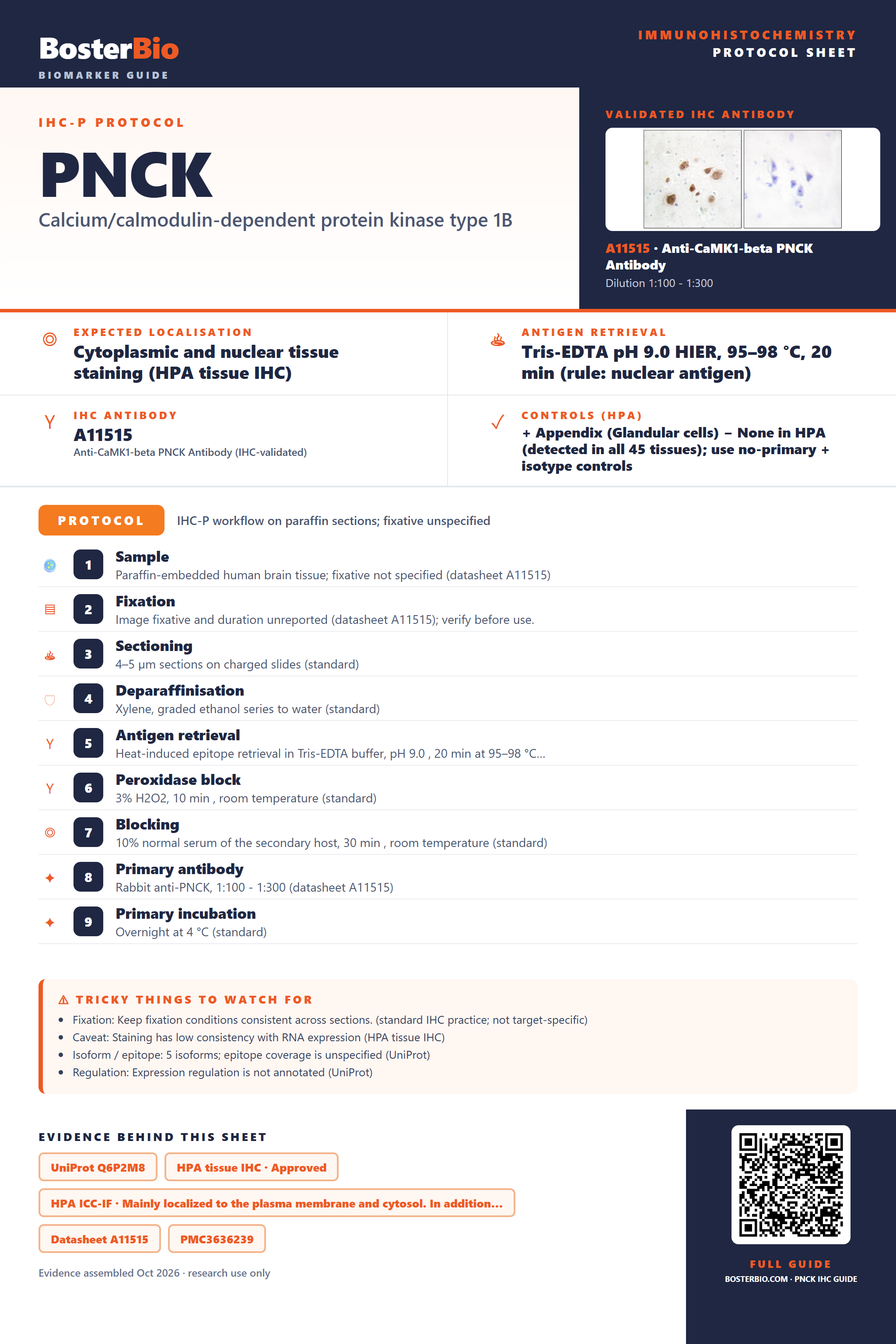 Immunohistochemistry protocol sheet for PNCK (IHC for PNCK): expected localisation Cytoplasmic and nuclear tissue staining (HPA tissue IHC), antibody A11515, validated IHC image, and IHC protocol steps