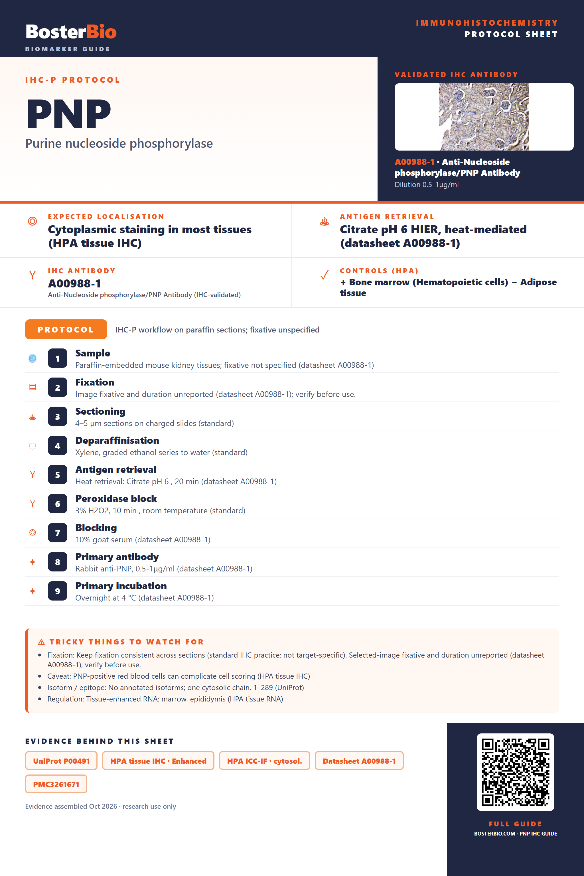 Immunohistochemistry protocol sheet for PNP (IHC for PNP): expected localisation Cytoplasmic staining in most tissues (HPA tissue IHC), antibody A00988-1, validated IHC image, and IHC protocol steps