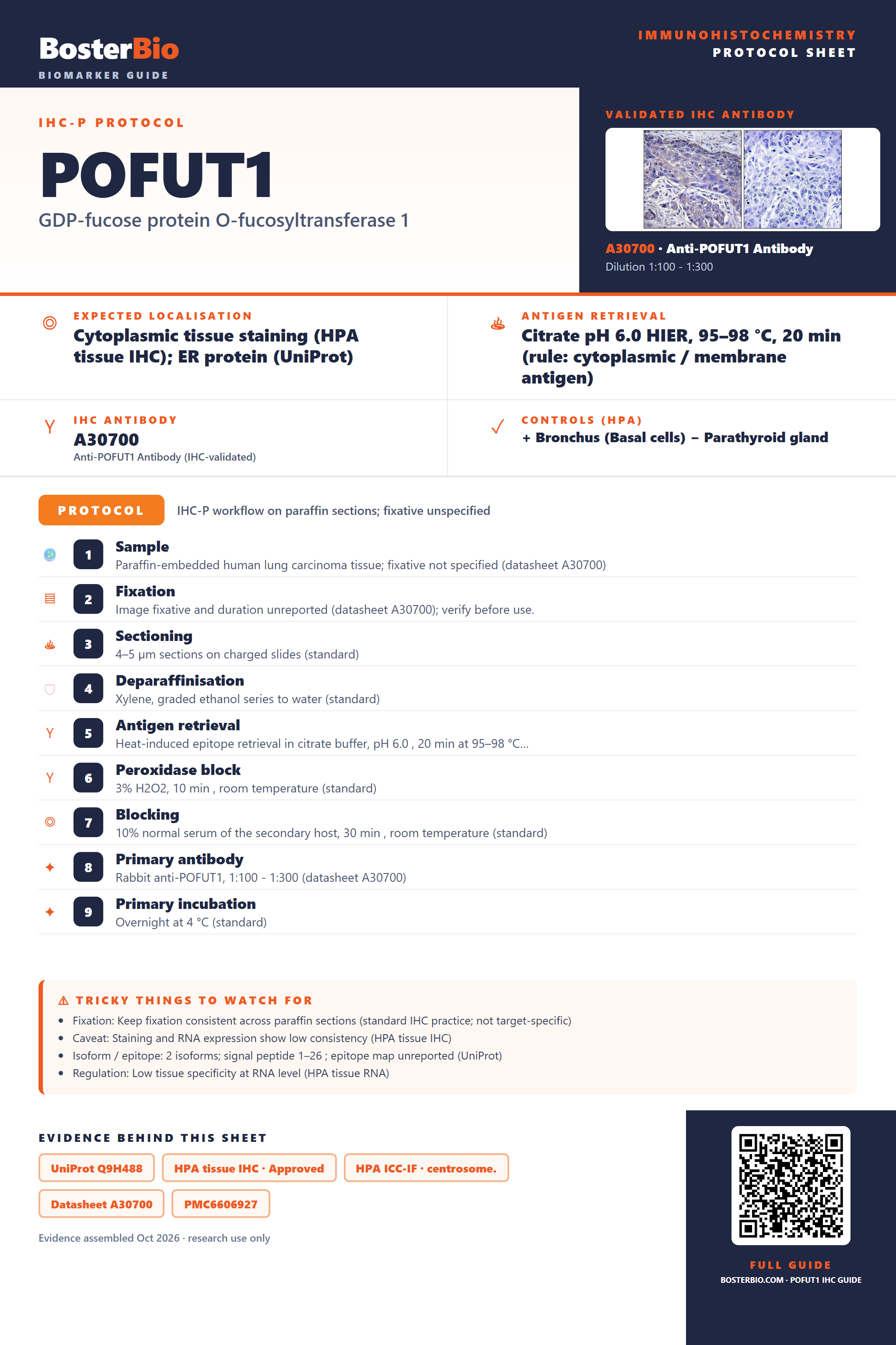 Immunohistochemistry protocol sheet for POFUT1 (IHC for POFUT1): expected localisation Cytoplasmic tissue staining (HPA tissue IHC); ER protein (UniProt), antibody A30700, validated IHC image, and IHC protocol steps