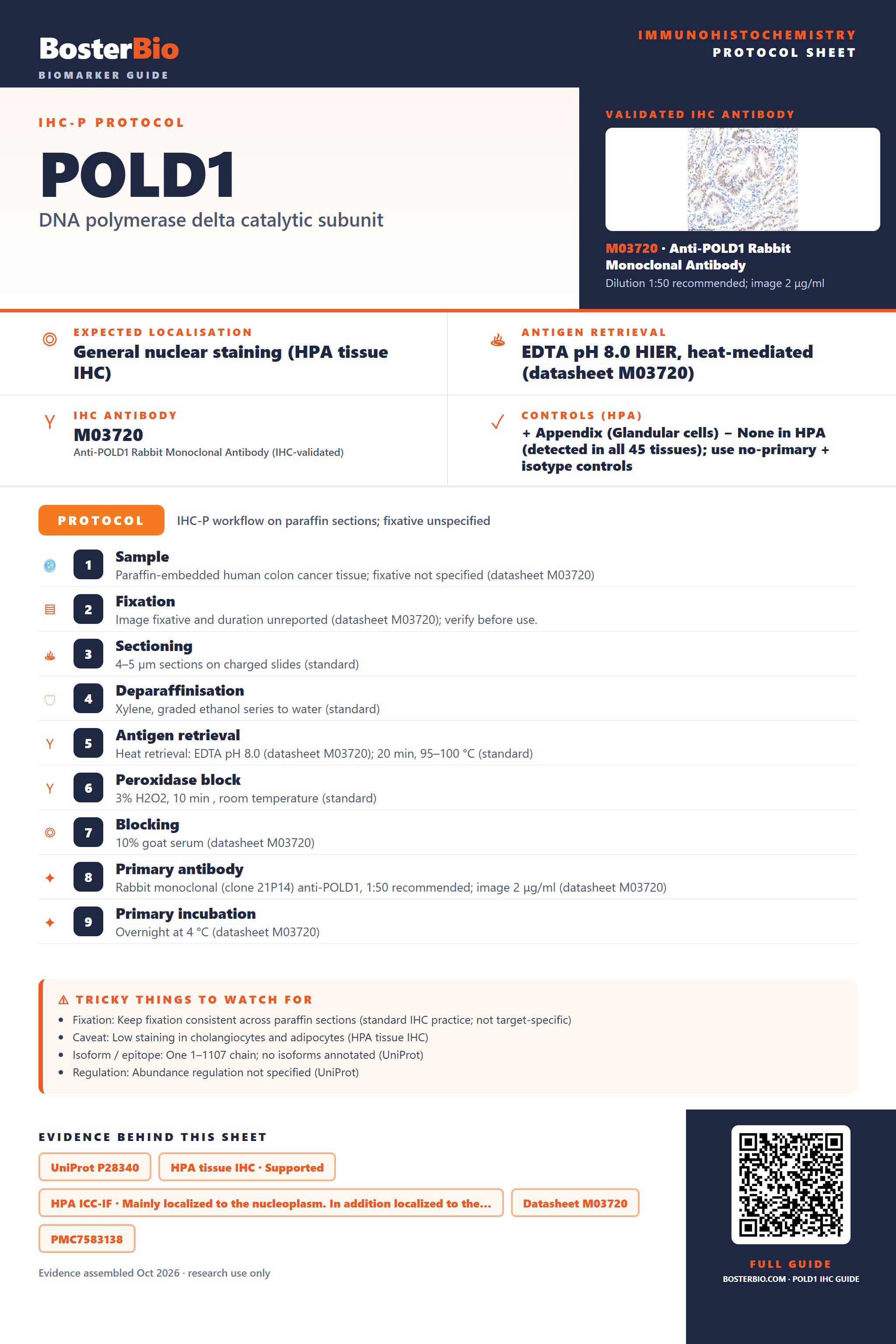 Immunohistochemistry protocol sheet for POLD1 (IHC for POLD1): expected localisation General nuclear staining (HPA tissue IHC), antibody M03720, validated IHC image, and IHC protocol steps