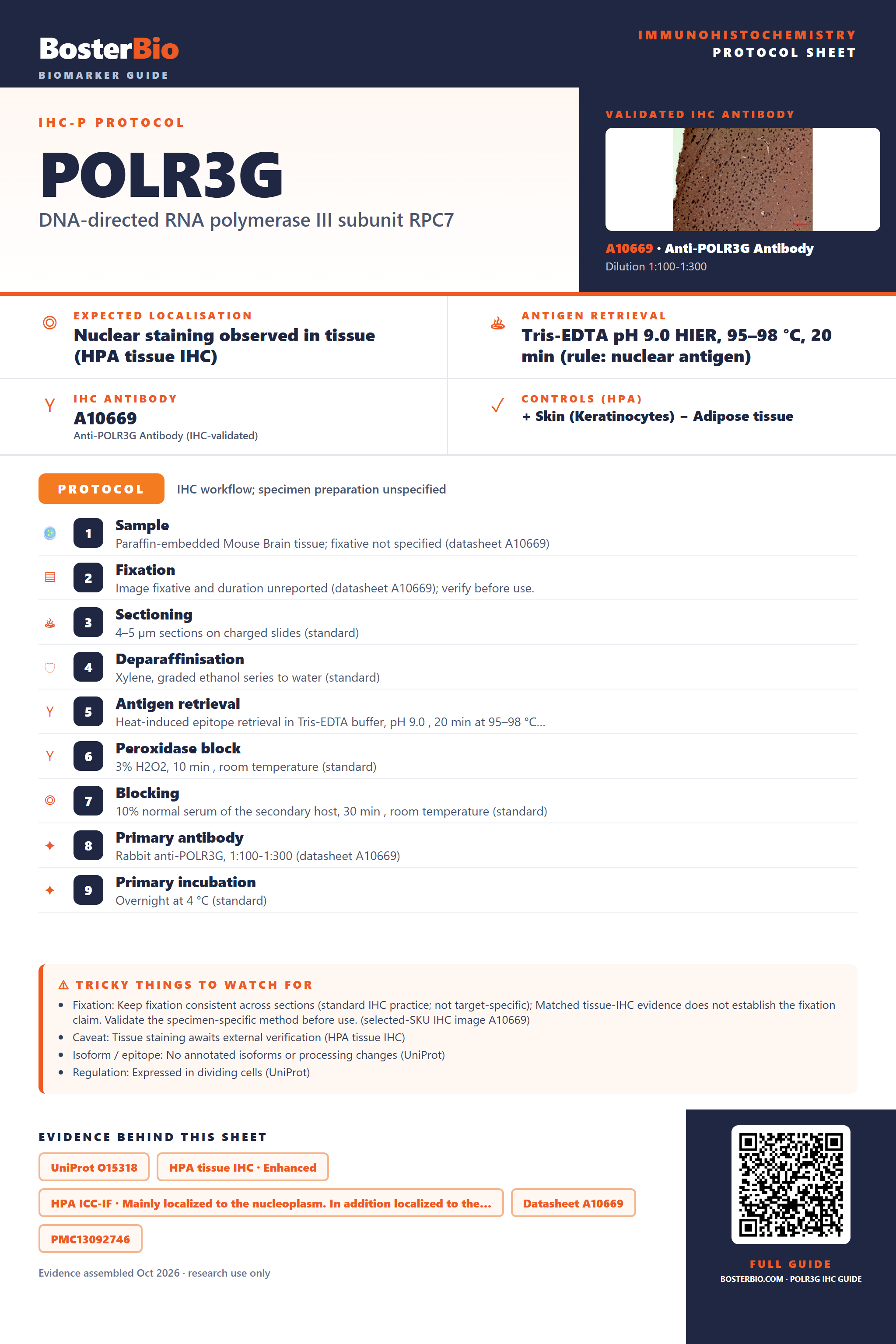 Immunohistochemistry protocol sheet for POLR3G (IHC for POLR3G): expected localisation Nuclear staining observed in tissue (HPA tissue IHC), antibody A10669, validated IHC image, and IHC protocol steps