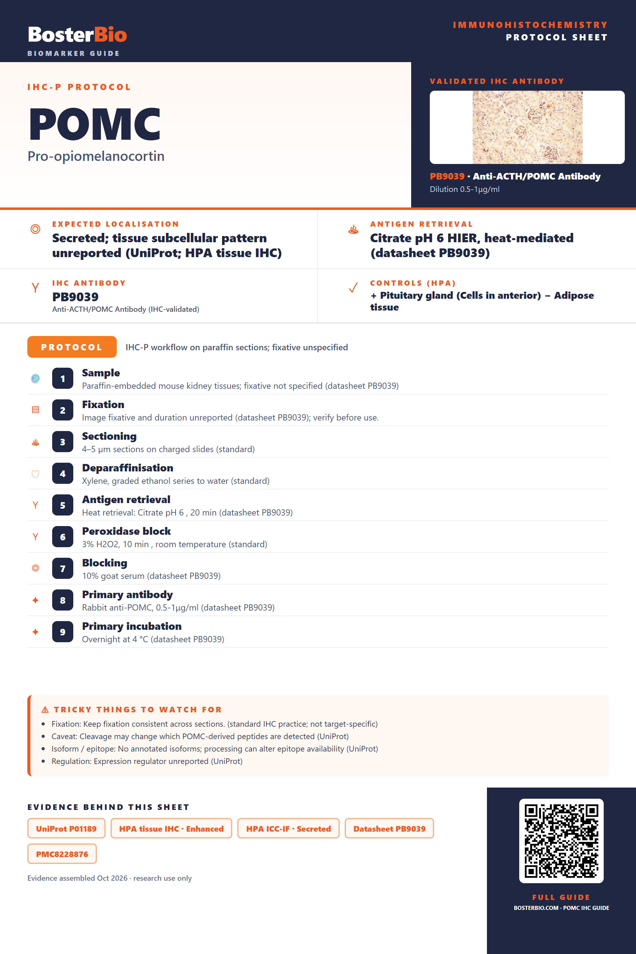 Immunohistochemistry protocol sheet for POMC (IHC for POMC): expected localisation Secreted; tissue subcellular pattern unreported (UniProt; HPA tissue IHC), antibody PB9039, validated IHC image, and IHC protocol steps