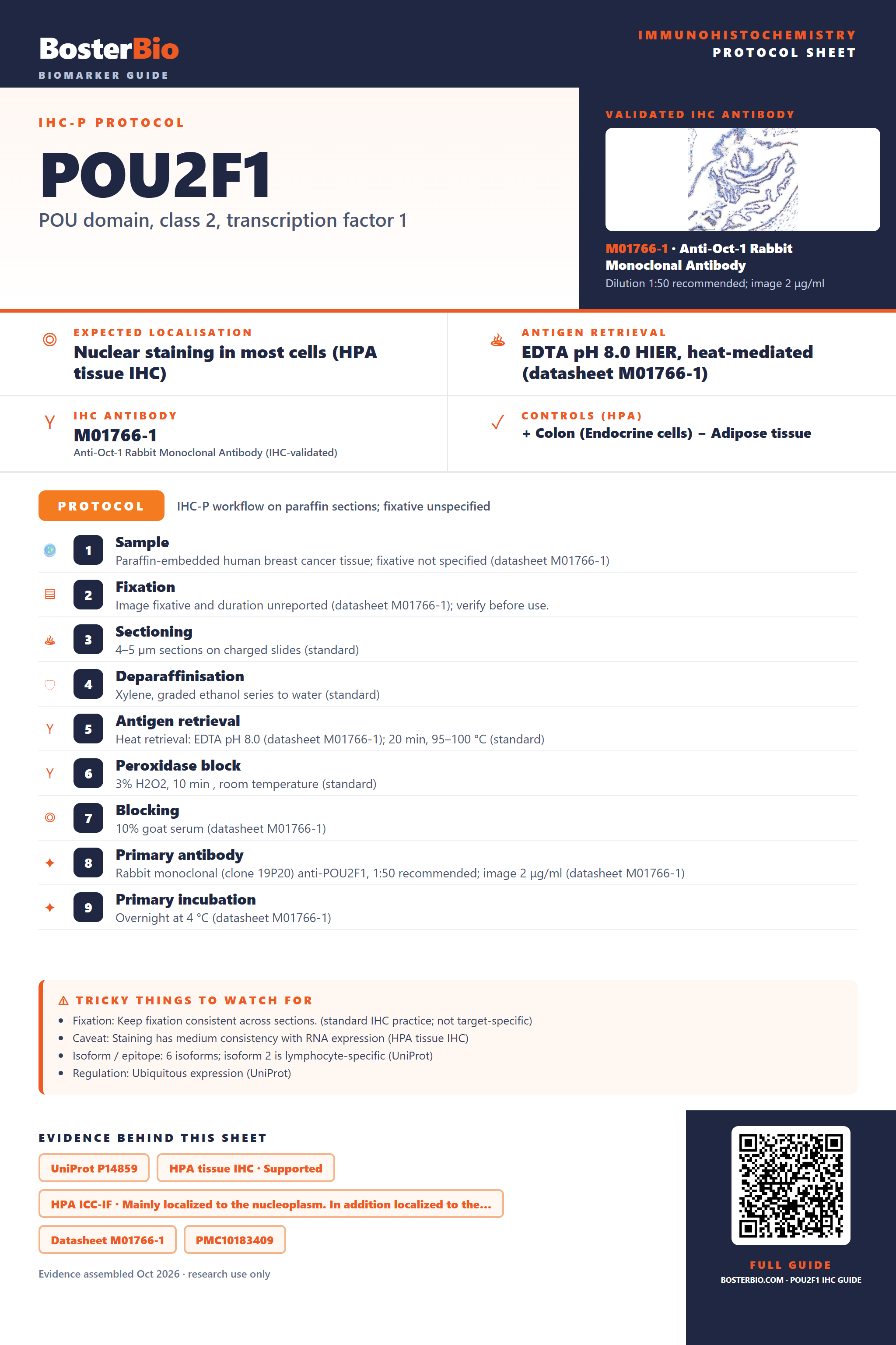 Immunohistochemistry protocol sheet for POU2F1 (IHC for POU2F1): expected localisation Nuclear staining in most cells (HPA tissue IHC), antibody M01766-1, validated IHC image, and IHC protocol steps