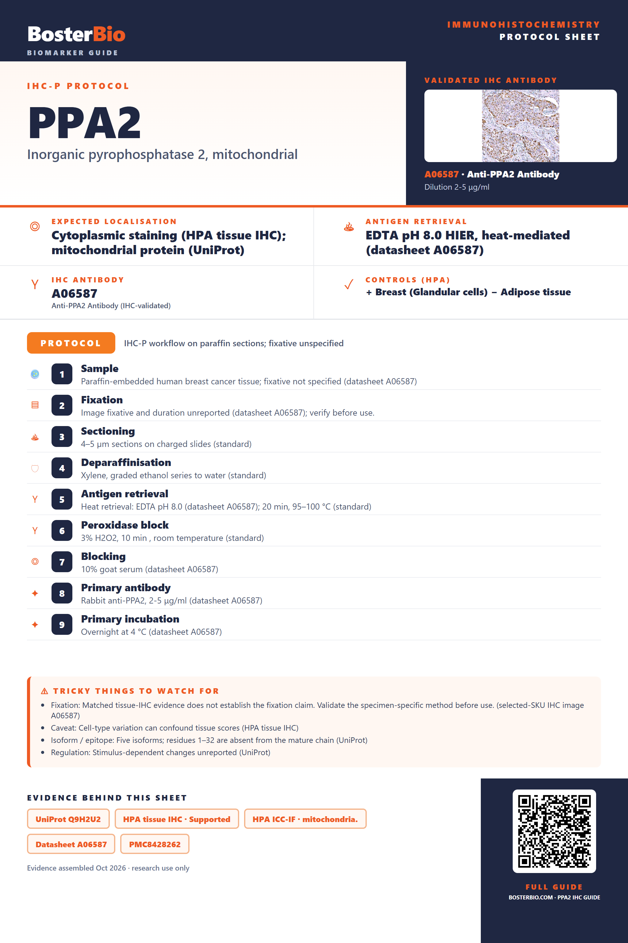 Immunohistochemistry protocol sheet for PPA2 (IHC for PPA2): expected localisation Cytoplasmic staining (HPA tissue IHC); mitochondrial protein (UniProt), antibody A06587, validated IHC image, and IHC protocol steps