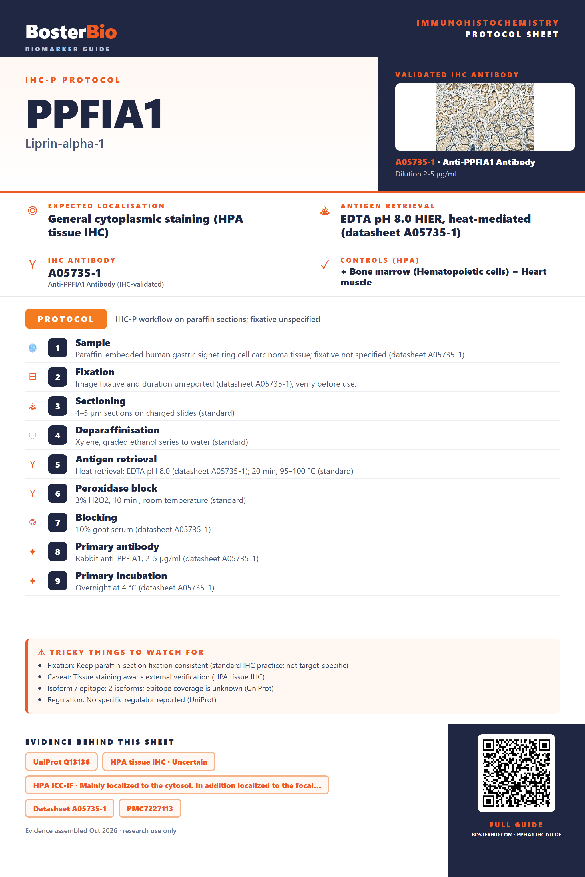 Immunohistochemistry protocol sheet for PPFIA1 (IHC for PPFIA1): expected localisation General cytoplasmic staining (HPA tissue IHC), antibody A05735-1, validated IHC image, and IHC protocol steps