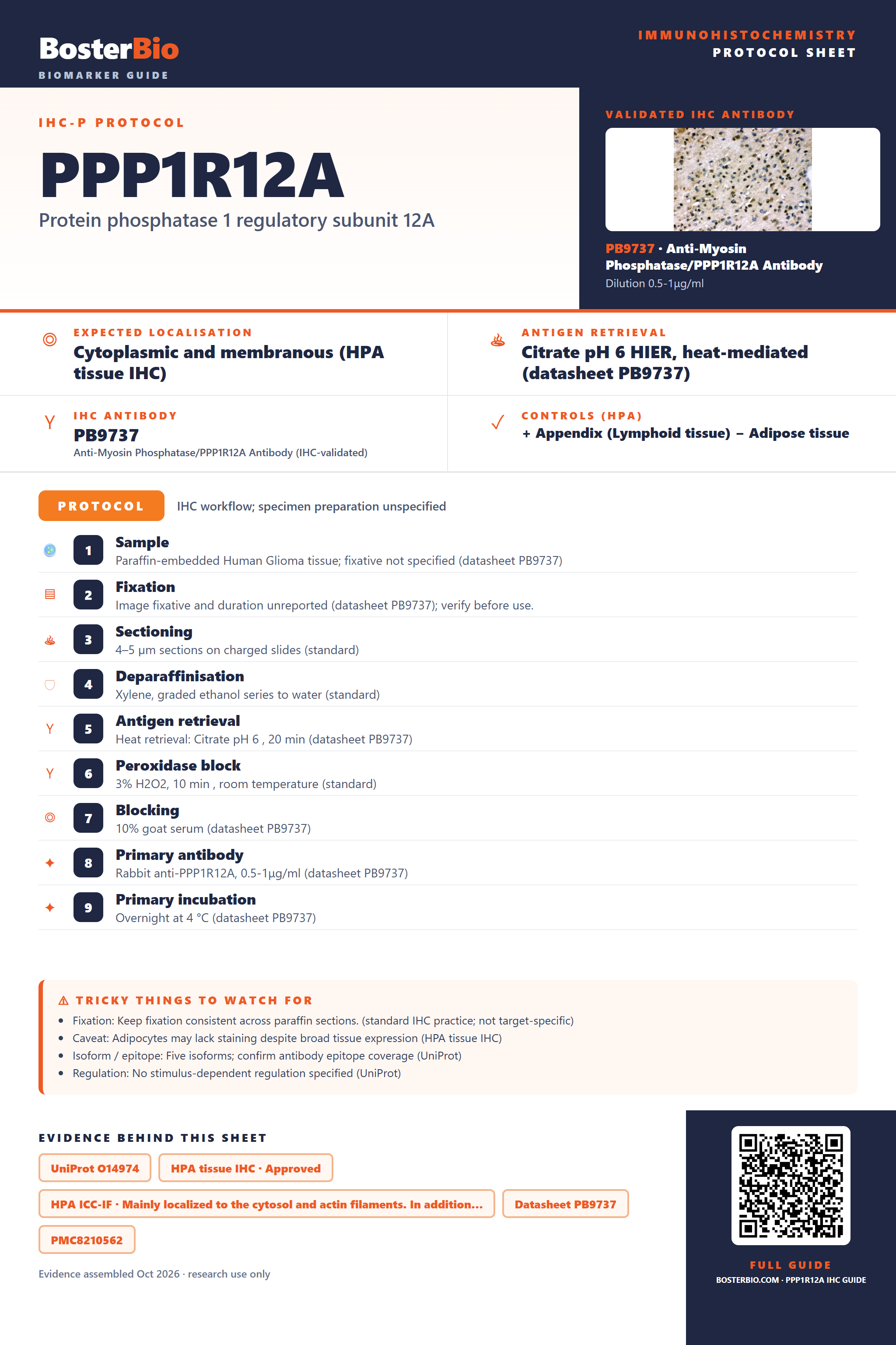Immunohistochemistry protocol sheet for PPP1R12A (IHC for PPP1R12A): expected localisation Cytoplasmic and membranous (HPA tissue IHC), antibody PB9737, validated IHC image, and IHC protocol steps