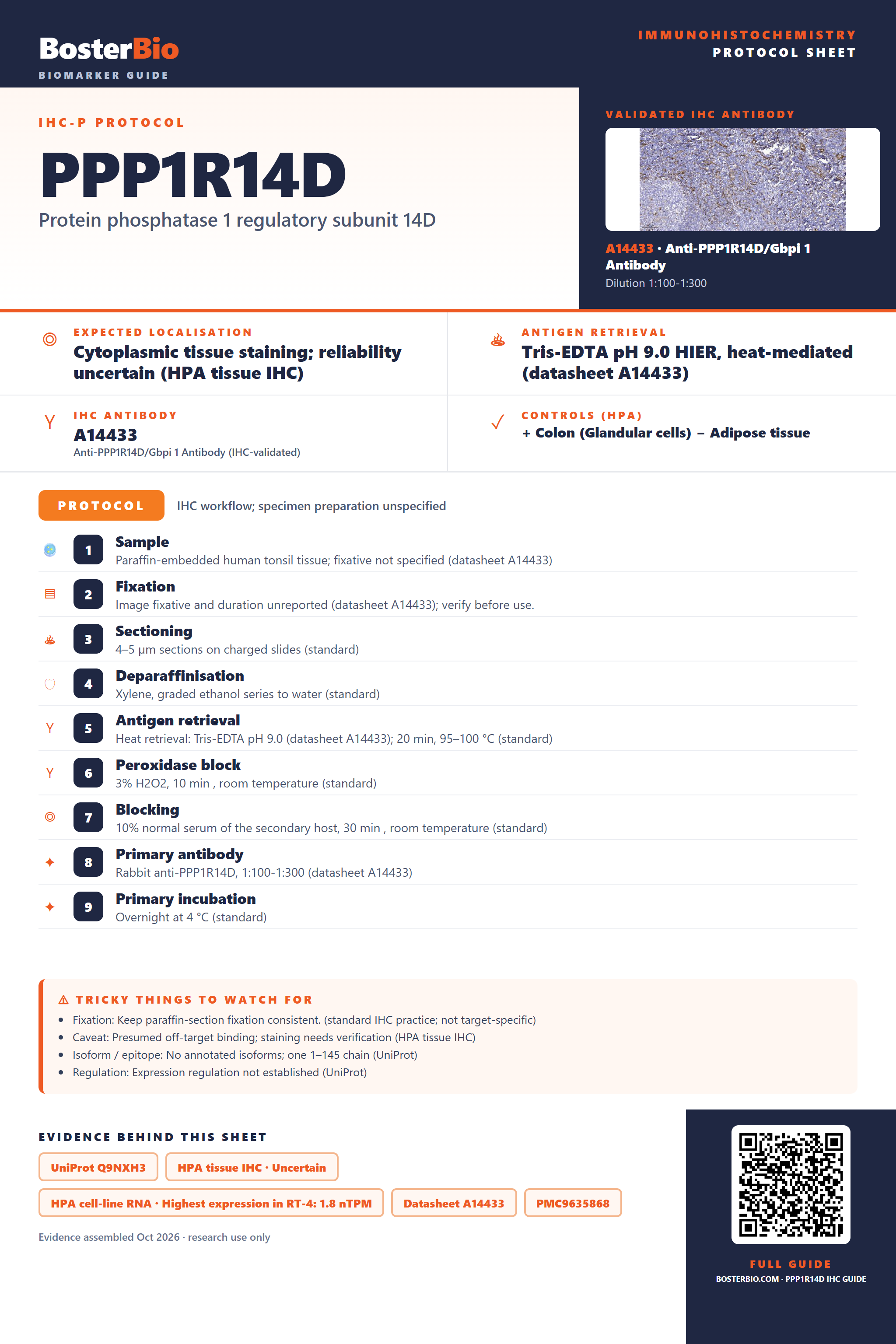 Immunohistochemistry protocol sheet for PPP1R14D (IHC for PPP1R14D): expected localisation Cytoplasmic tissue staining; reliability uncertain (HPA tissue IHC), antibody A14433, validated IHC image, and IHC protocol steps