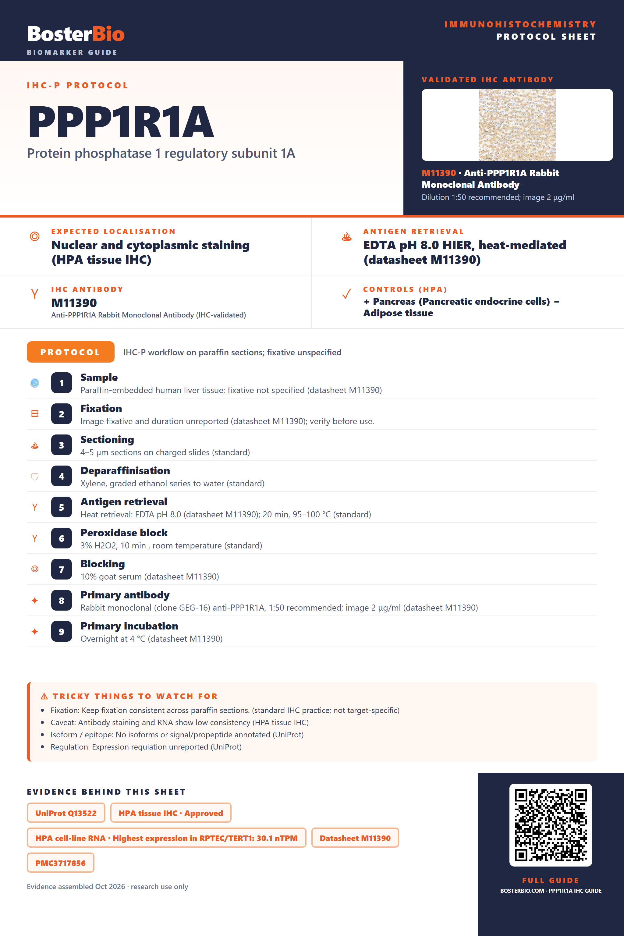 Immunohistochemistry protocol sheet for PPP1R1A (IHC for PPP1R1A): expected localisation Nuclear and cytoplasmic staining (HPA tissue IHC), antibody M11390, validated IHC image, and IHC protocol steps