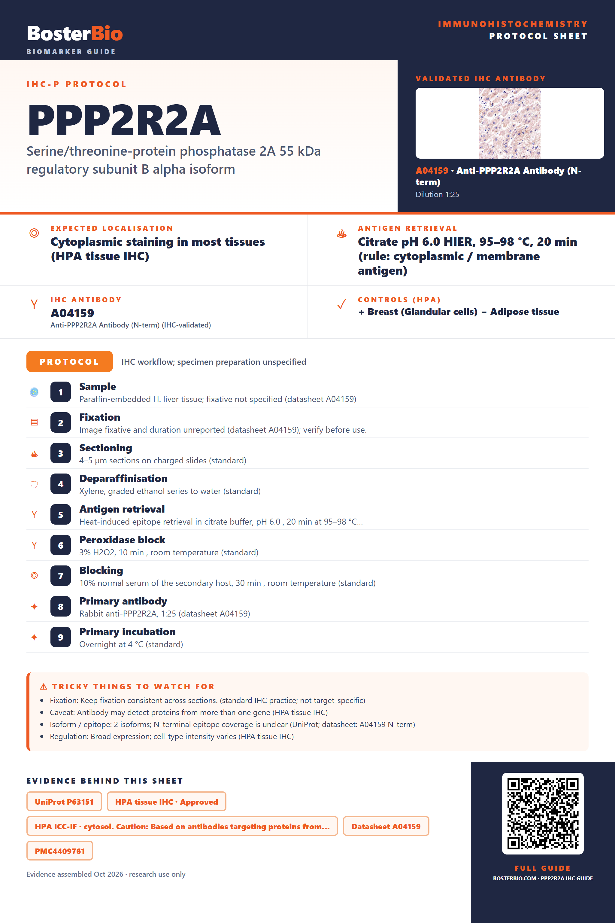 Immunohistochemistry protocol sheet for PPP2R2A (IHC for PPP2R2A): expected localisation Cytoplasmic staining in most tissues (HPA tissue IHC), antibody A04159, validated IHC image, and IHC protocol steps