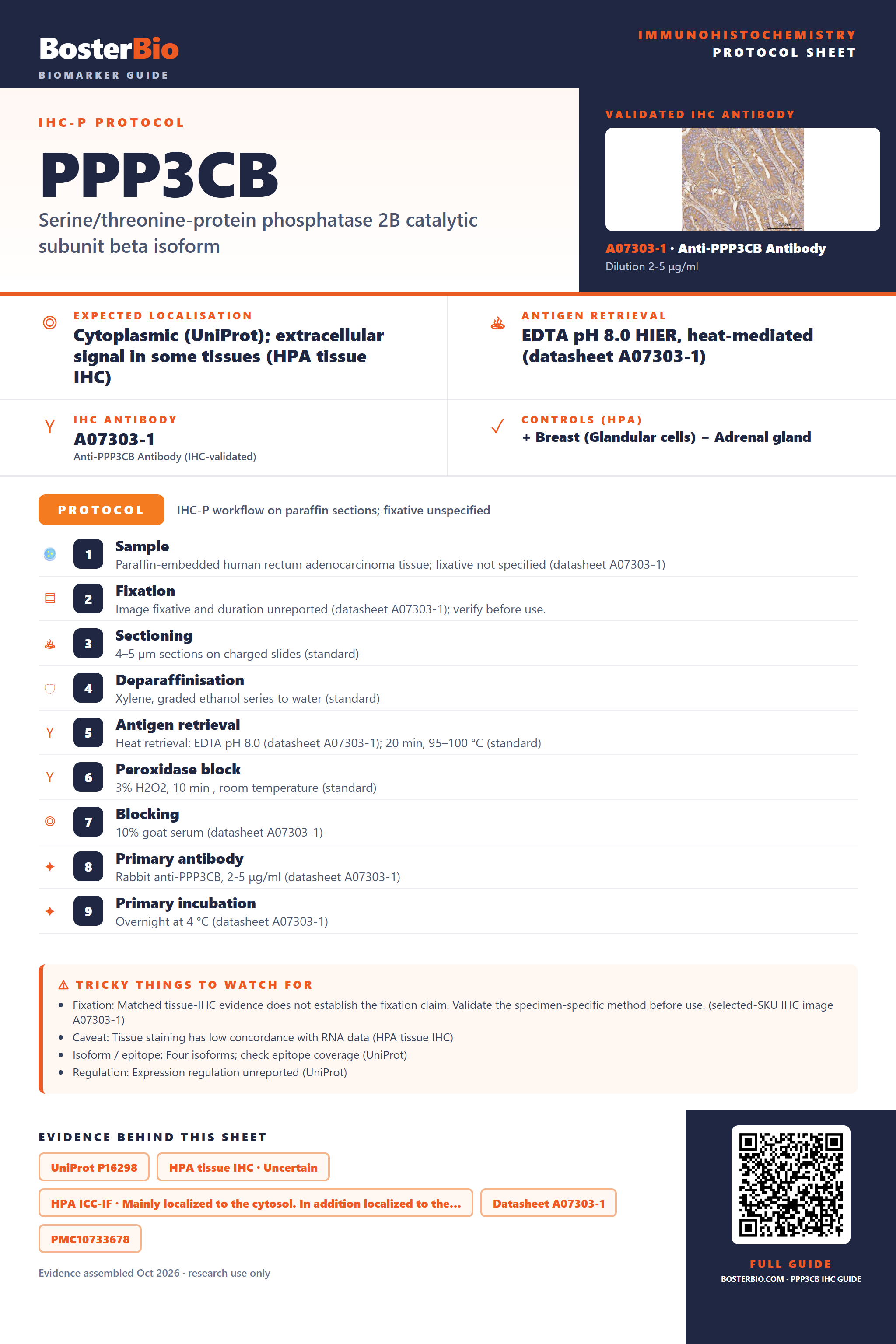 Immunohistochemistry protocol sheet for PPP3CB (IHC for PPP3CB): expected localisation Cytoplasmic (UniProt); extracellular signal in some tissues (HPA tissue IHC), antibody A07303-1, validated IHC image, and IHC protocol steps