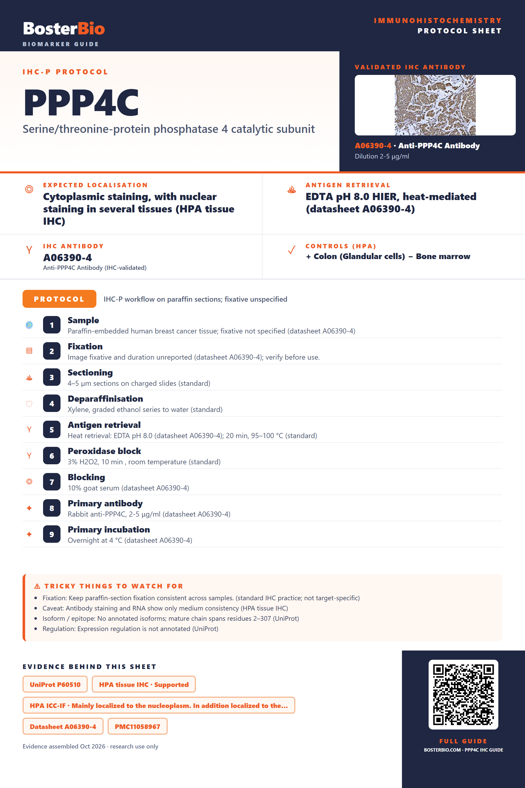 Immunohistochemistry protocol sheet for PPP4C (IHC for PPP4C): expected localisation Cytoplasmic staining, with nuclear staining in several tissues (HPA tissue IHC), antibody A06390-4, validated IHC image, and IHC protocol steps