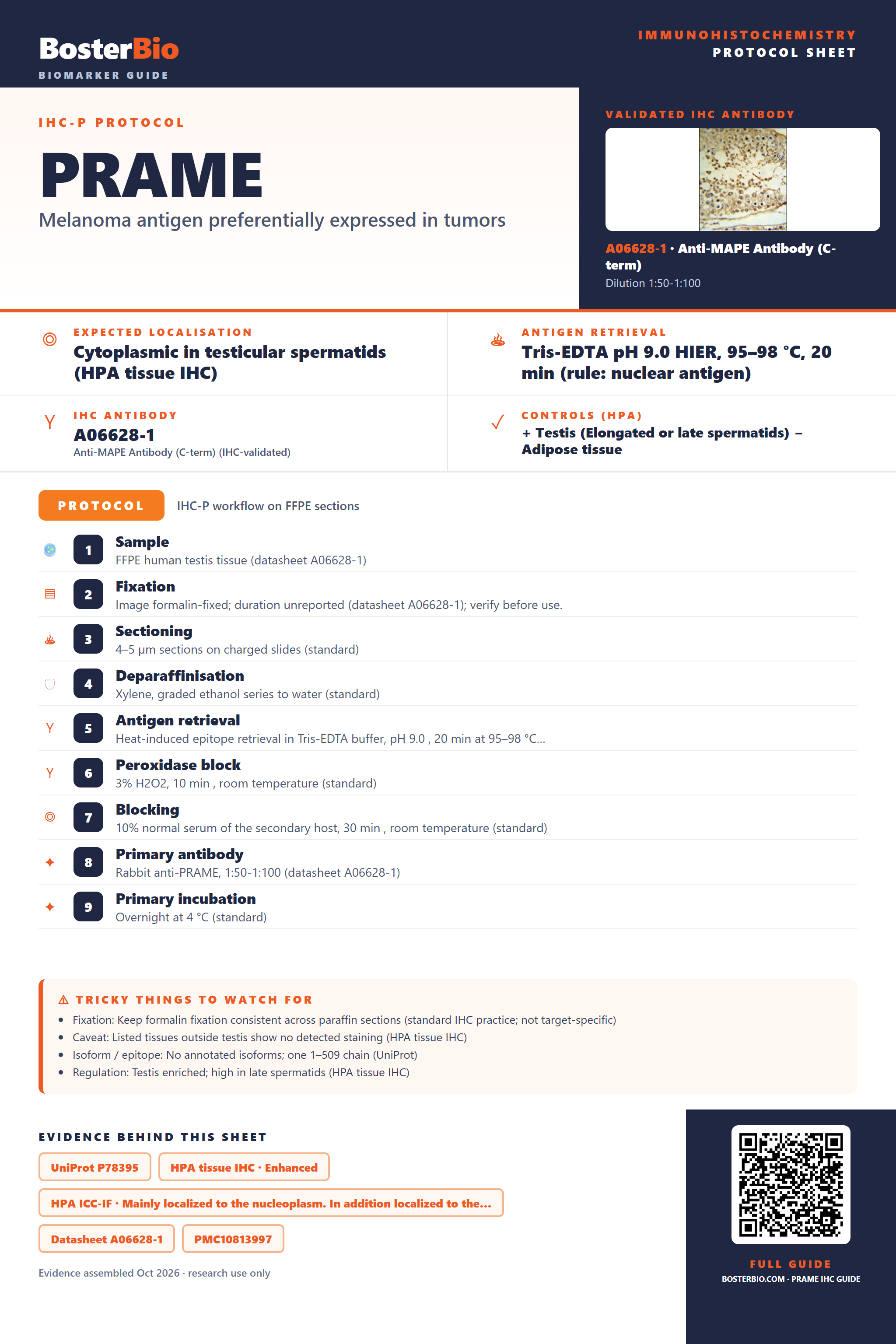 Immunohistochemistry protocol sheet for PRAME (IHC for PRAME): expected localisation Cytoplasmic in testicular spermatids (HPA tissue IHC), antibody A06628-1, validated IHC image, and IHC protocol steps