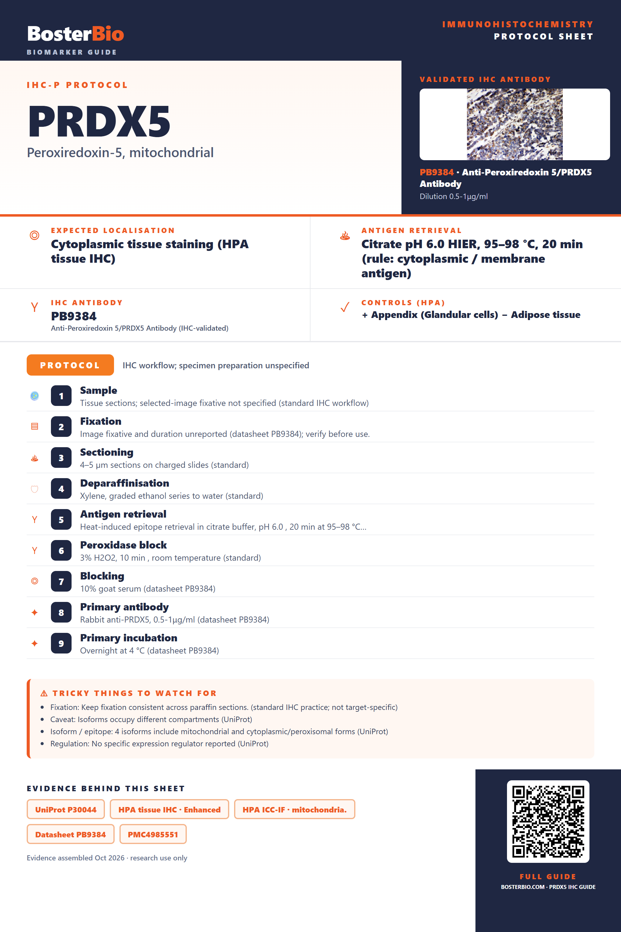 Immunohistochemistry protocol sheet for PRDX5 (IHC for PRDX5): expected localisation Cytoplasmic tissue staining (HPA tissue IHC), antibody PB9384, validated IHC image, and IHC protocol steps