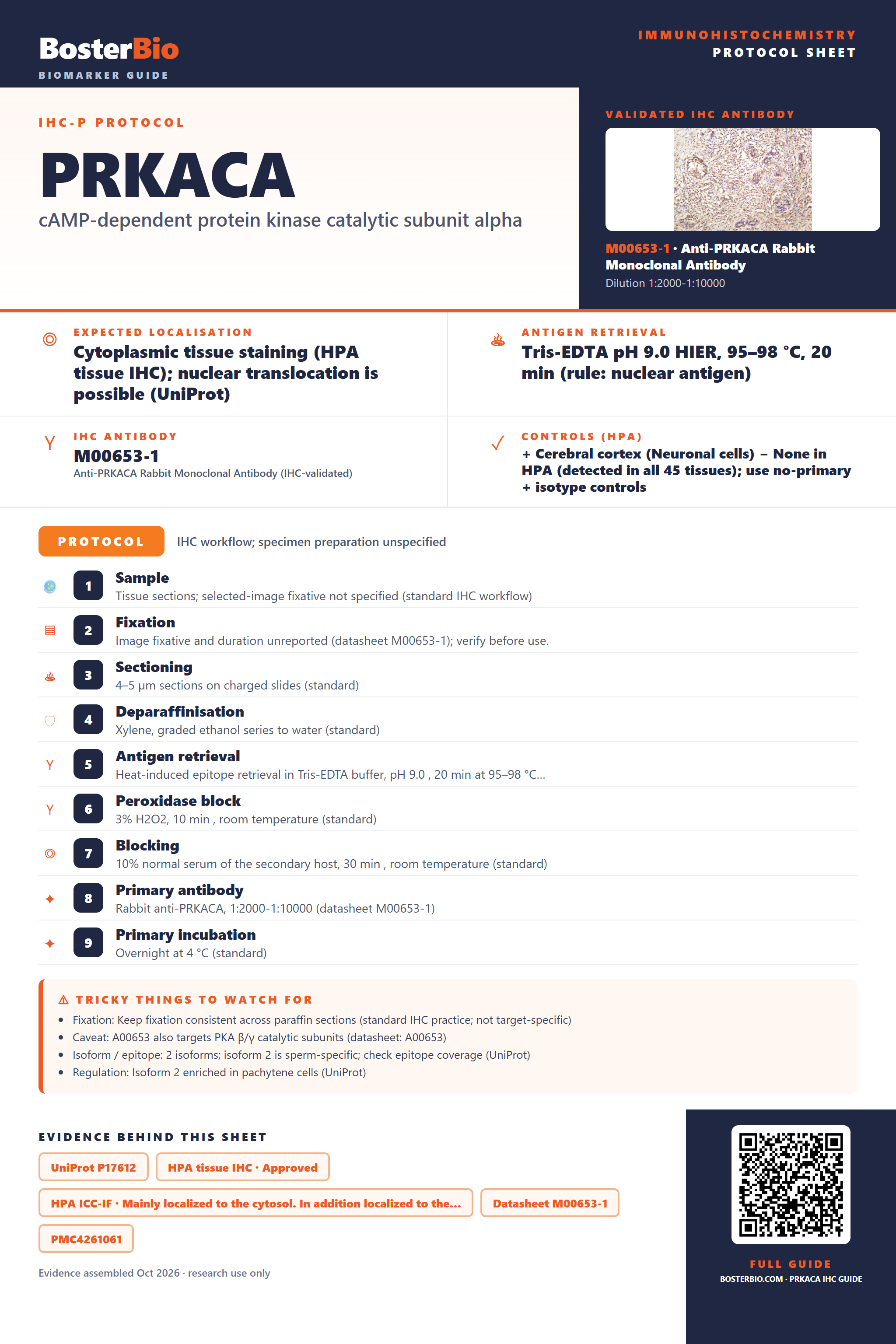 Immunohistochemistry protocol sheet for PRKACA (IHC for PRKACA): expected localisation Cytoplasmic tissue staining (HPA tissue IHC); nuclear translocation is possible (UniProt), antibody M00653-1, validated IHC image, and IHC protocol steps