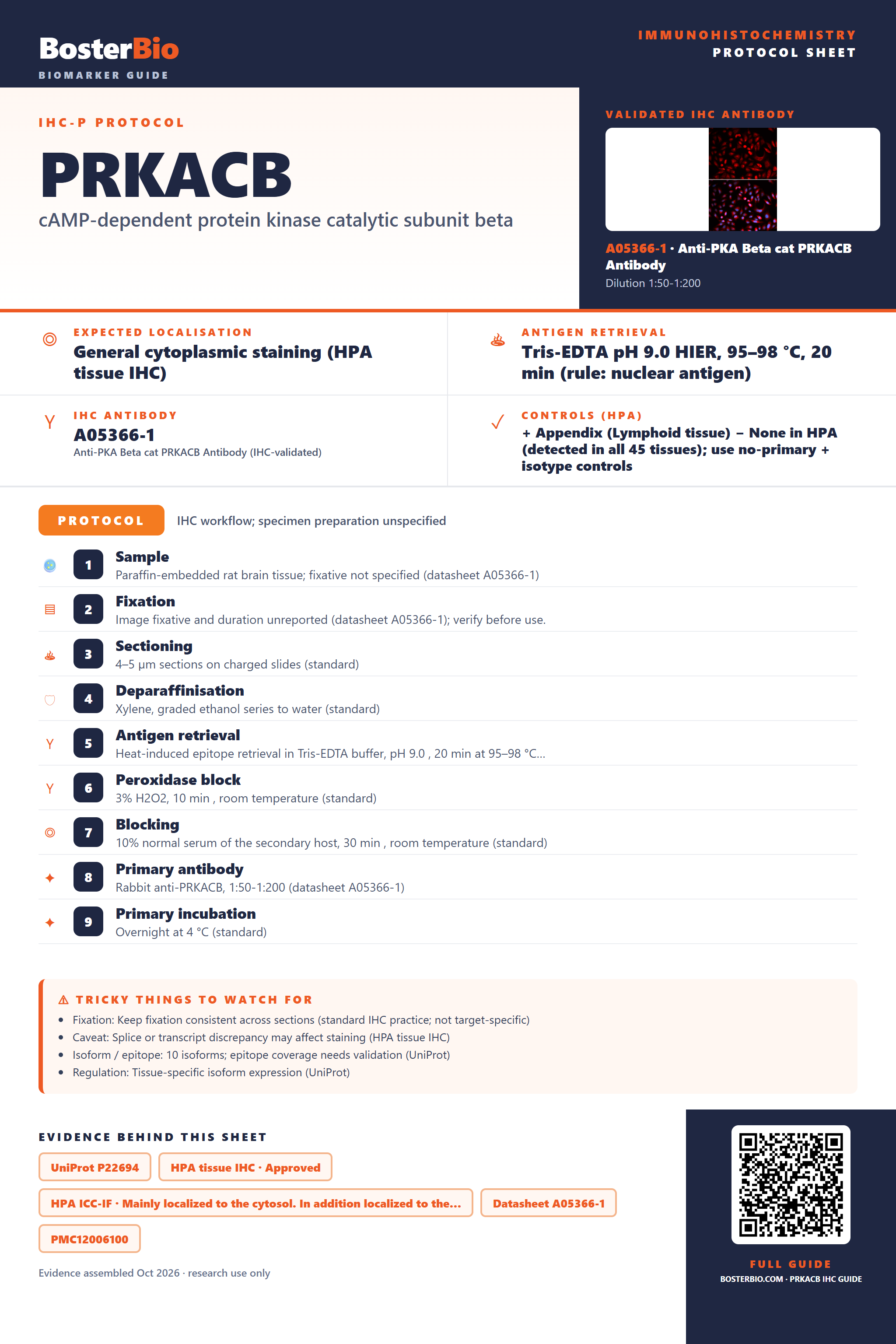 Immunohistochemistry protocol sheet for PRKACB (IHC for PRKACB): expected localisation General cytoplasmic staining (HPA tissue IHC), antibody A05366-1, validated IHC image, and IHC protocol steps