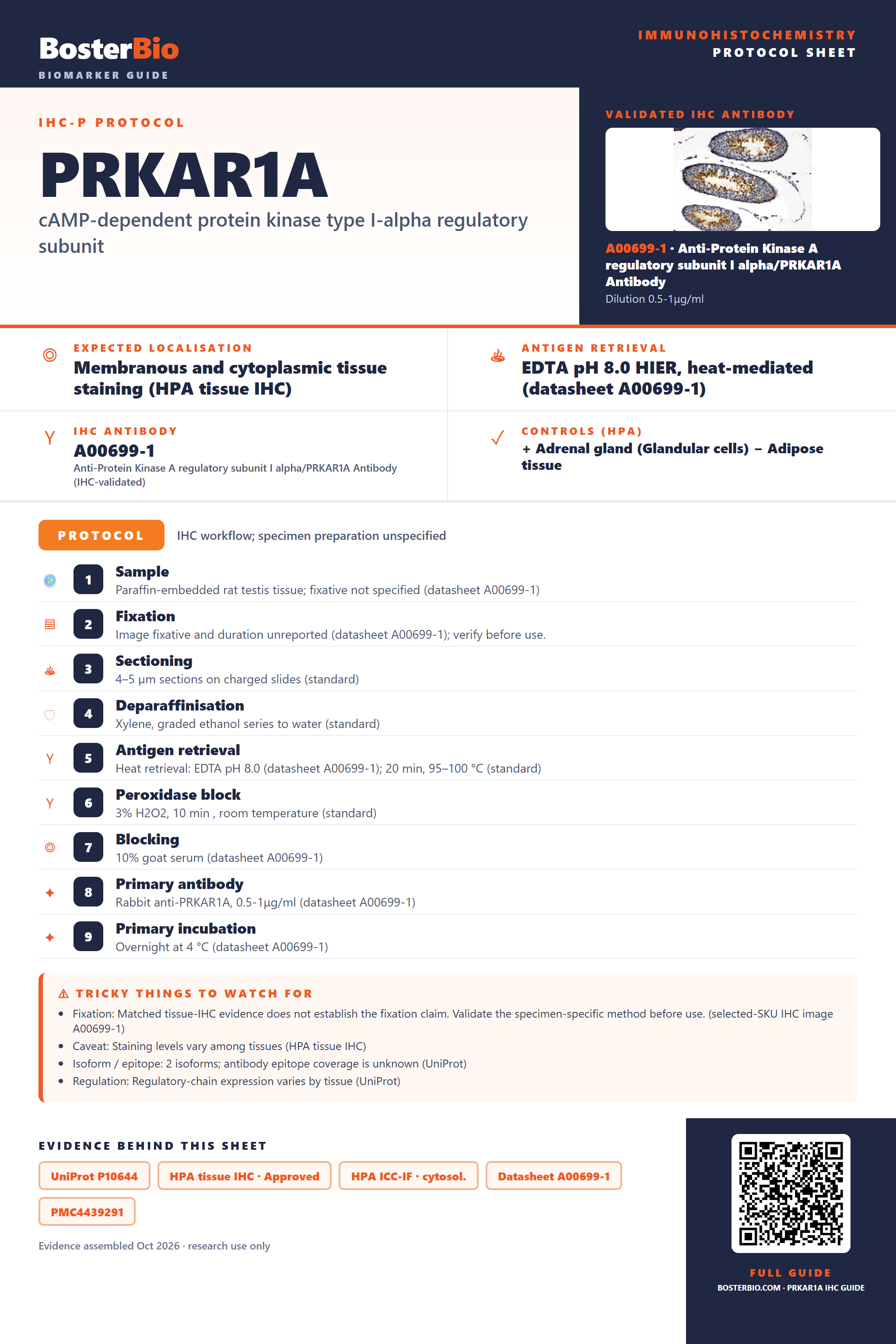 Immunohistochemistry protocol sheet for PRKAR1A (IHC for PRKAR1A): expected localisation Membranous and cytoplasmic tissue staining (HPA tissue IHC), antibody A00699-1, validated IHC image, and IHC protocol steps
