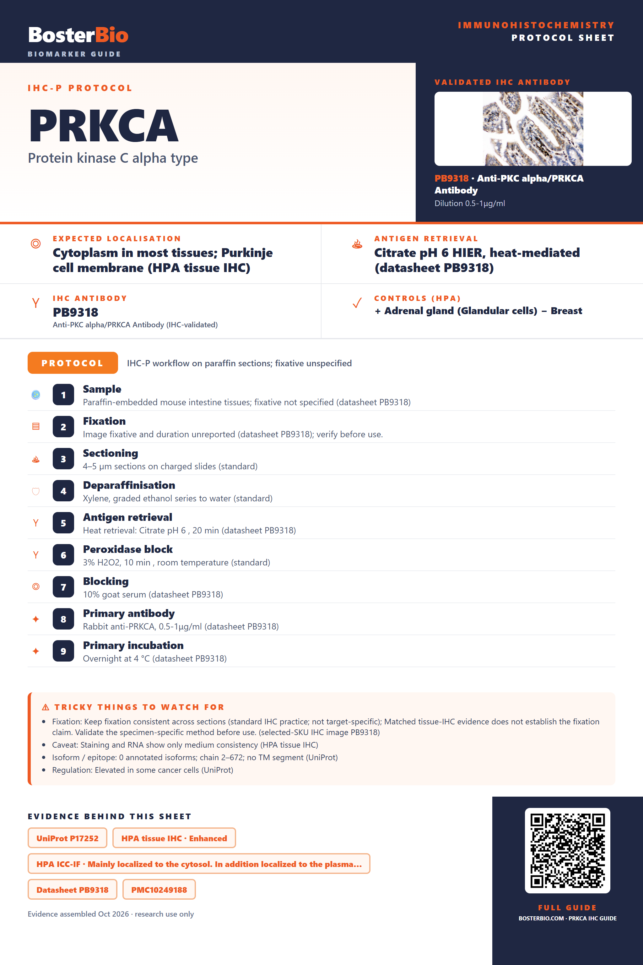 Immunohistochemistry protocol sheet for PRKCA (IHC for PRKCA): expected localisation Cytoplasm in most tissues; Purkinje cell membrane (HPA tissue IHC), antibody PB9318, validated IHC image, and IHC protocol steps