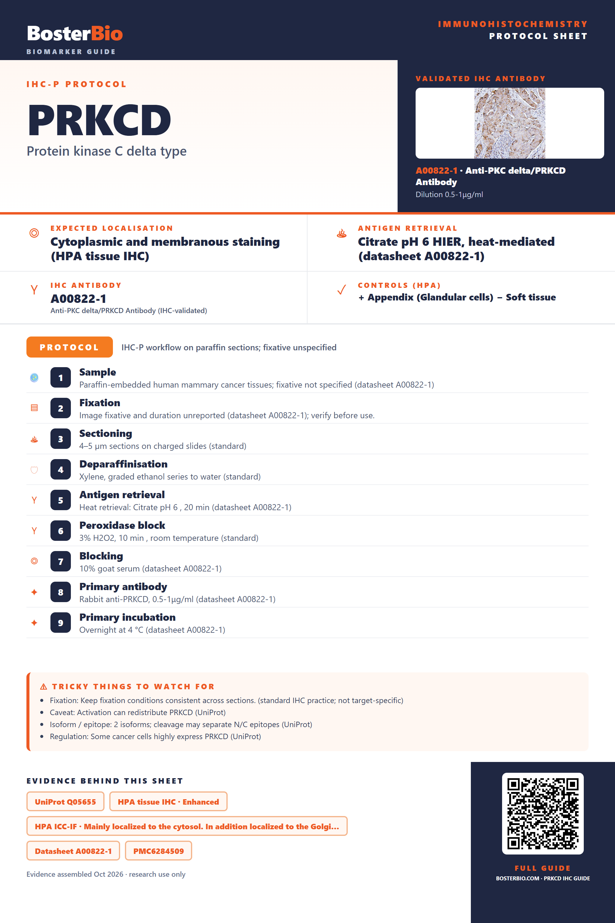 Immunohistochemistry protocol sheet for PRKCD (IHC for PRKCD): expected localisation Cytoplasmic and membranous staining (HPA tissue IHC), antibody A00822-1, validated IHC image, and IHC protocol steps