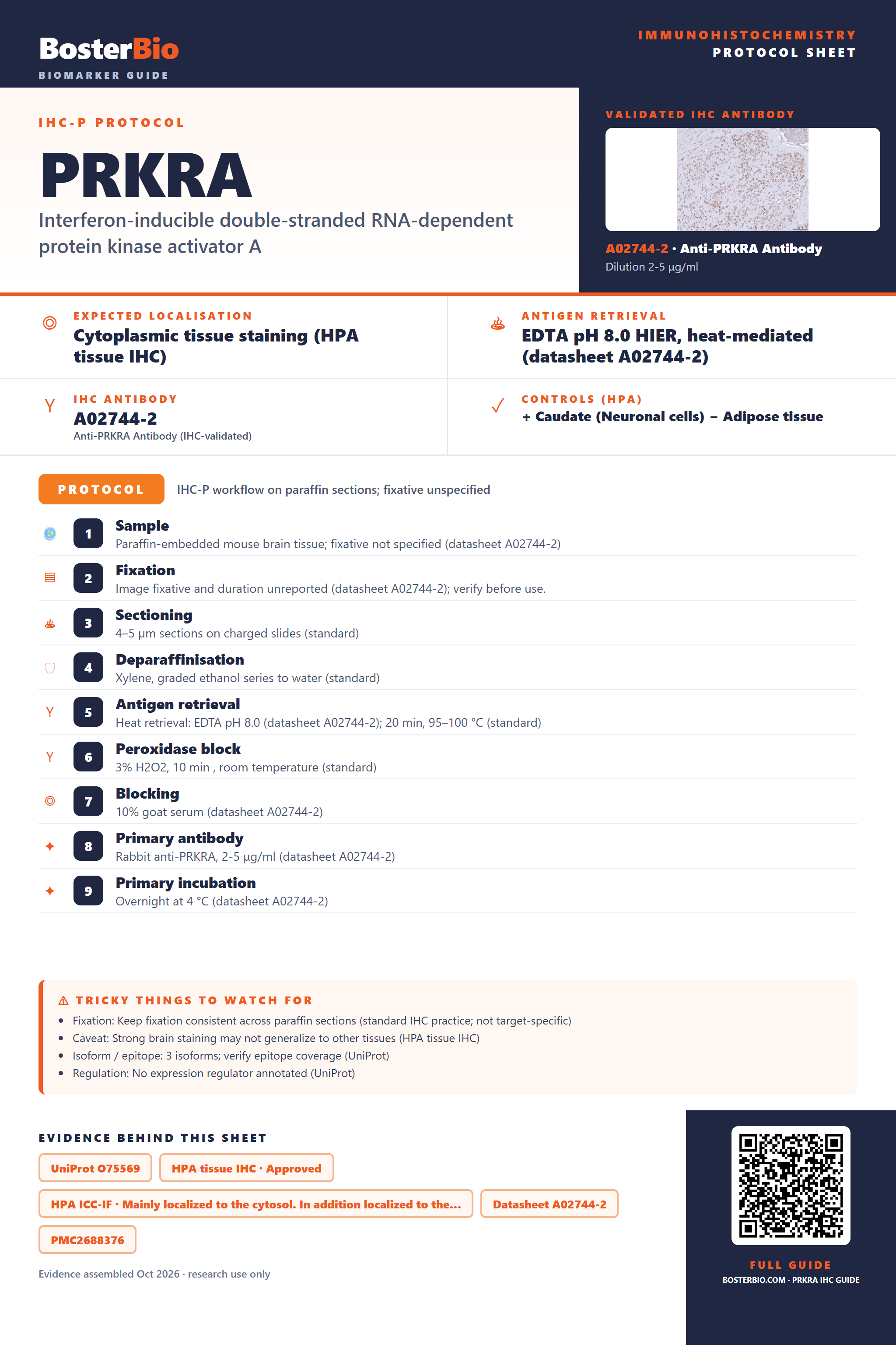 Immunohistochemistry protocol sheet for PRKRA (IHC for PRKRA): expected localisation Cytoplasmic tissue staining (HPA tissue IHC), antibody A02744-2, validated IHC image, and IHC protocol steps