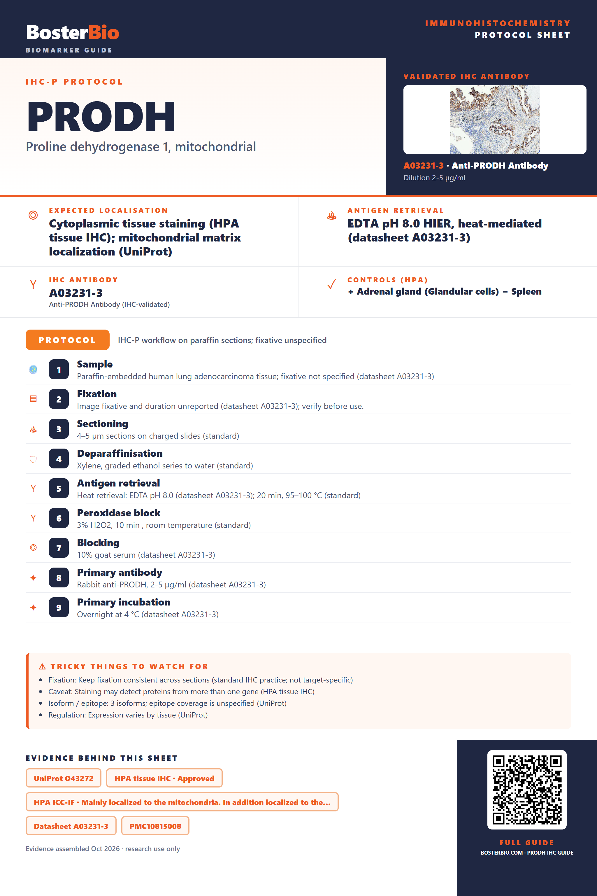 Immunohistochemistry protocol sheet for PRODH (IHC for PRODH): expected localisation Cytoplasmic tissue staining (HPA tissue IHC); mitochondrial matrix localization (UniProt), antibody A03231-3, validated IHC image, and IHC protocol steps