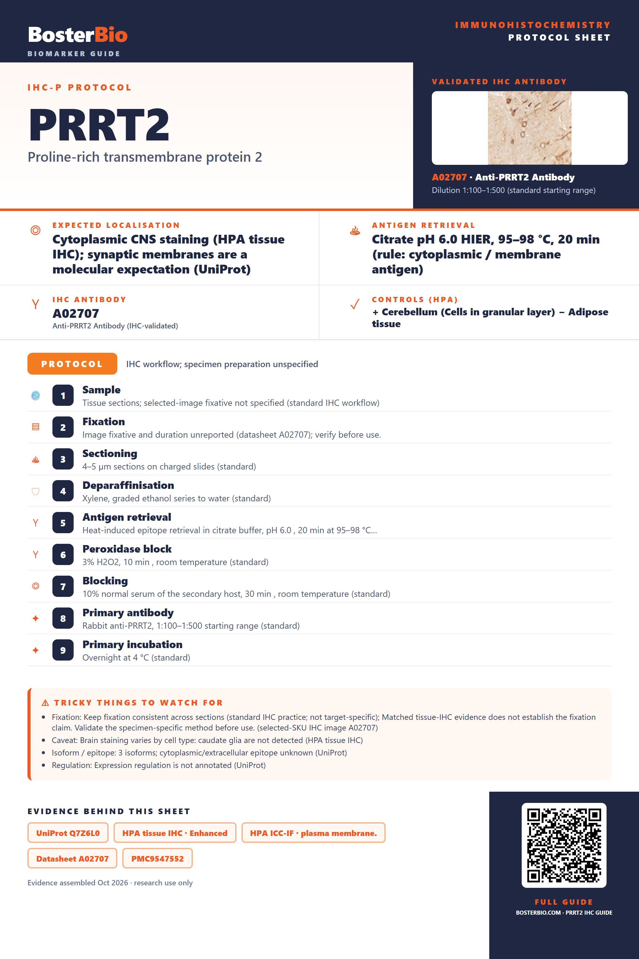 Immunohistochemistry protocol sheet for PRRT2 (IHC for PRRT2): expected localisation Cytoplasmic CNS staining (HPA tissue IHC); synaptic membranes are a molecular expectation (UniProt), antibody A02707, validated IHC image, and IHC protocol steps