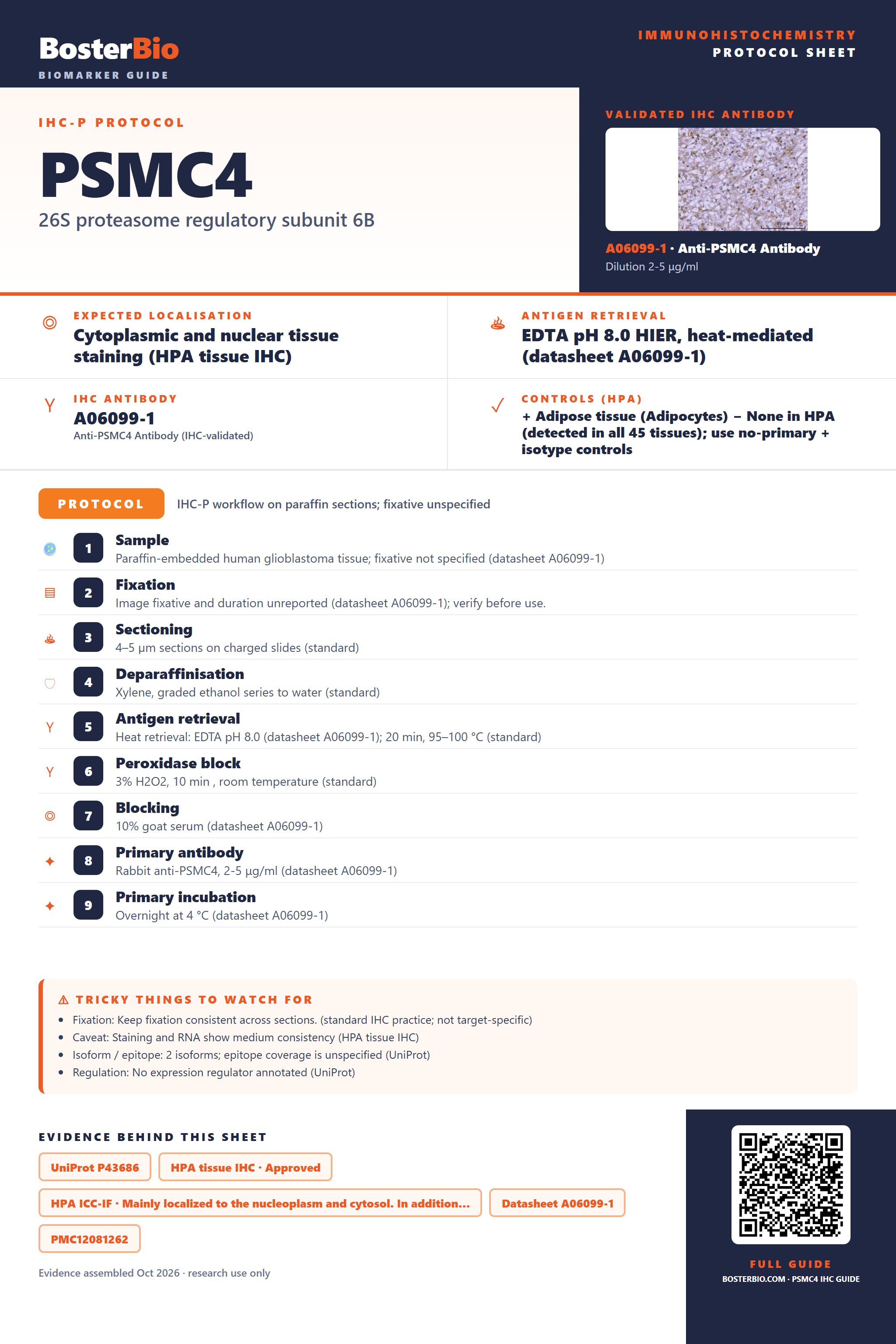 Immunohistochemistry protocol sheet for PSMC4 (IHC for PSMC4): expected localisation Cytoplasmic and nuclear tissue staining (HPA tissue IHC), antibody A06099-1, validated IHC image, and IHC protocol steps