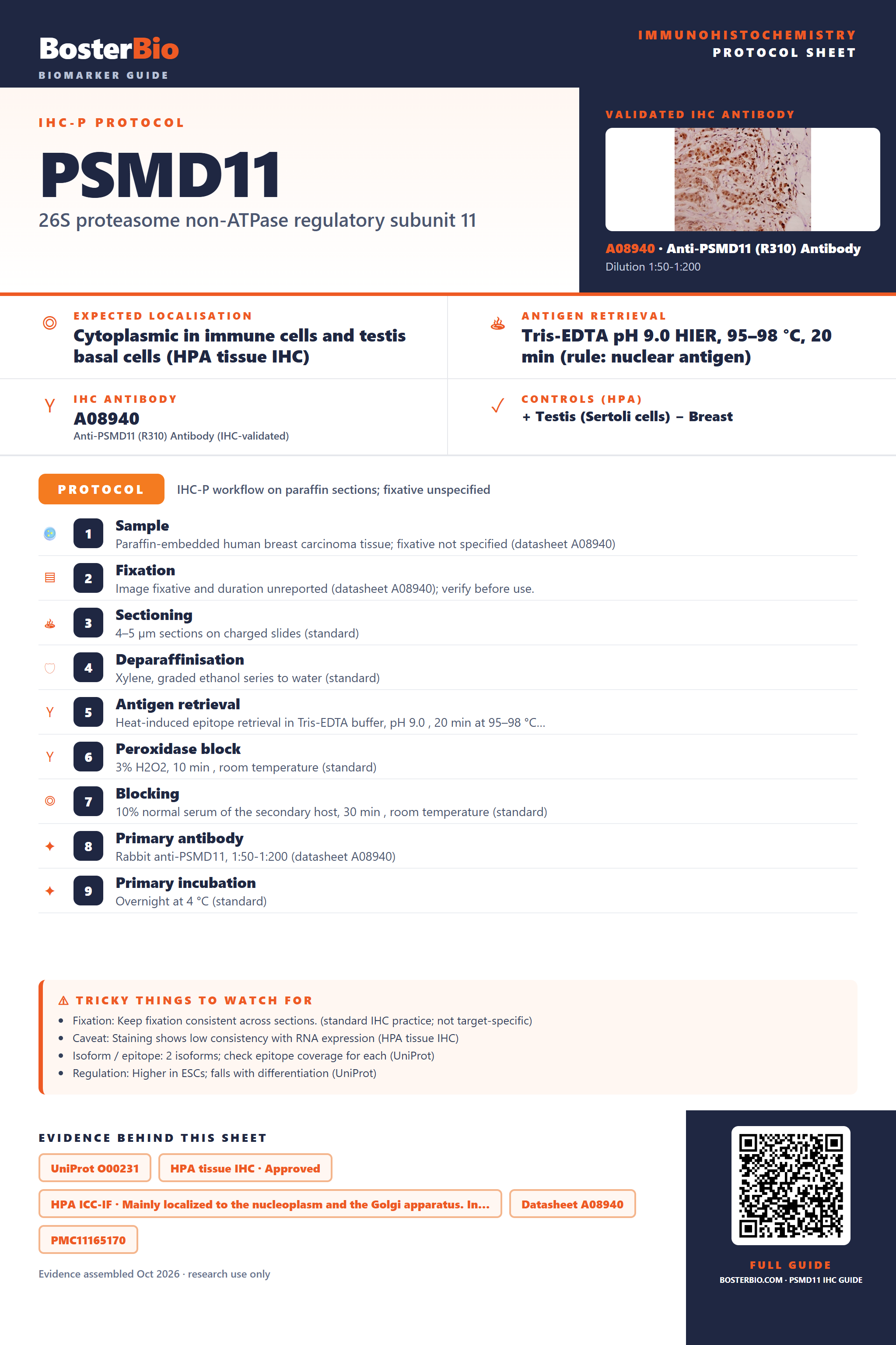 Immunohistochemistry protocol sheet for PSMD11 (IHC for PSMD11): expected localisation Cytoplasmic in immune cells and testis basal cells (HPA tissue IHC), antibody A08940, validated IHC image, and IHC protocol steps