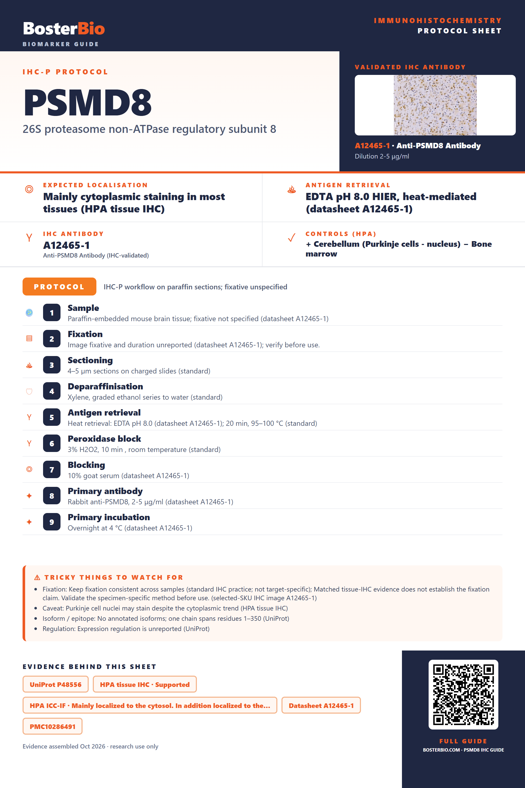 Immunohistochemistry protocol sheet for PSMD8 (IHC for PSMD8): expected localisation Mainly cytoplasmic staining in most tissues (HPA tissue IHC), antibody A12465-1, validated IHC image, and IHC protocol steps