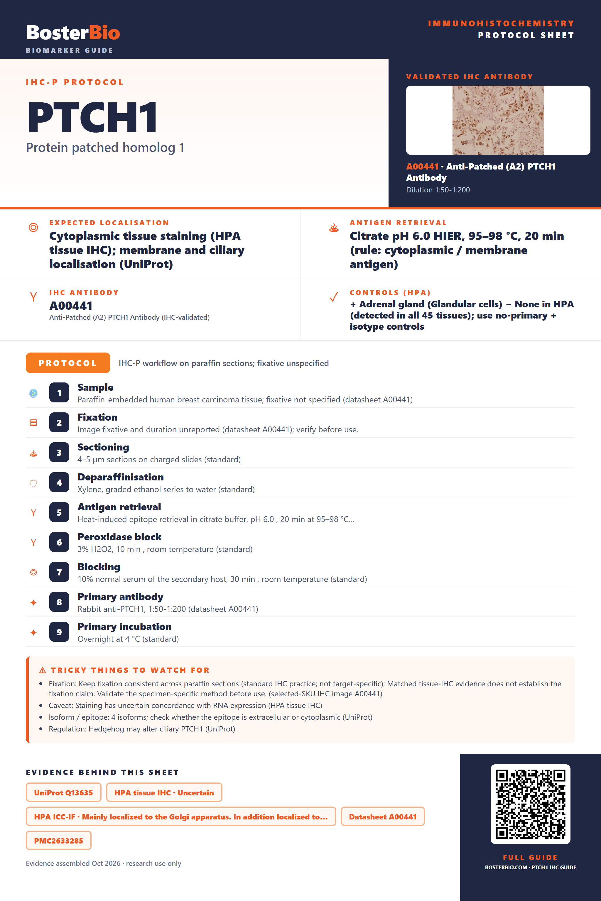 Immunohistochemistry protocol sheet for PTCH1 (IHC for PTCH1): expected localisation Cytoplasmic tissue staining (HPA tissue IHC); membrane and ciliary localisation (UniProt), antibody A00441, validated IHC image, and IHC protocol steps