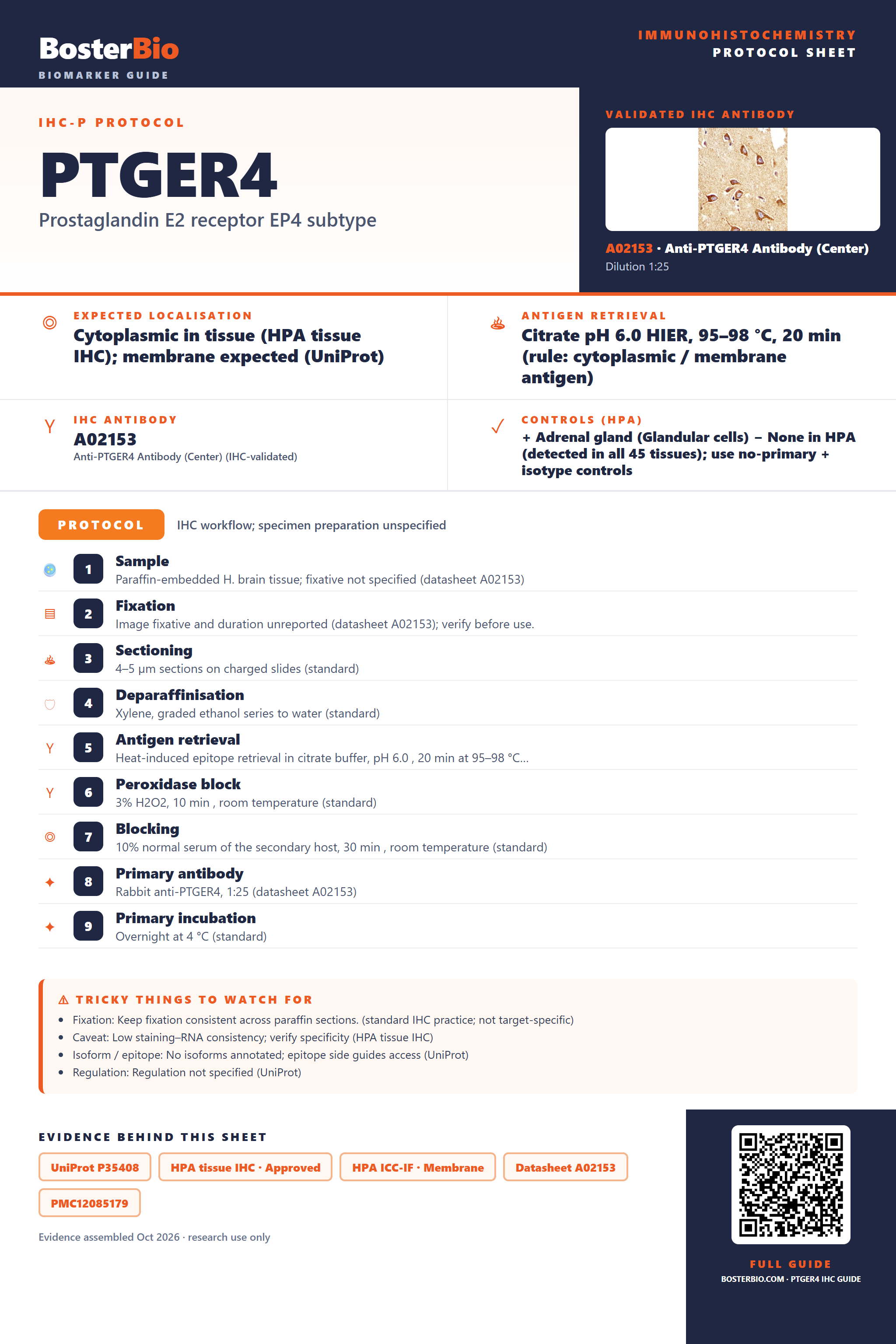 Immunohistochemistry protocol sheet for PTGER4 (IHC for PTGER4): expected localisation Cytoplasmic in tissue (HPA tissue IHC); membrane expected (UniProt), antibody A02153, validated IHC image, and IHC protocol steps