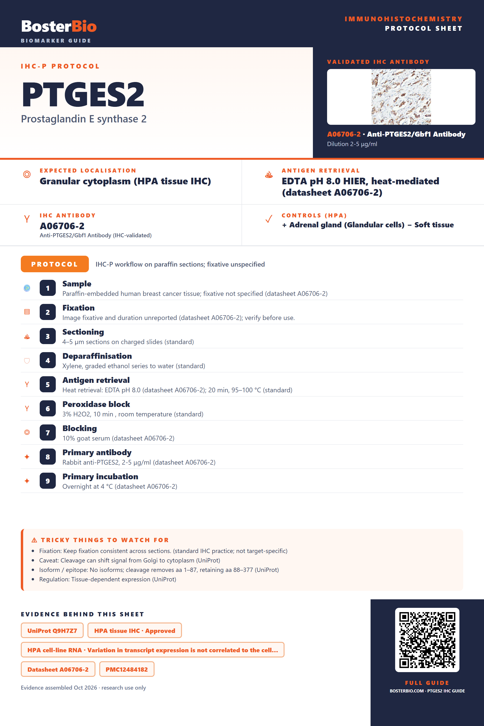 Immunohistochemistry protocol sheet for PTGES2 (IHC for PTGES2): expected localisation Granular cytoplasm (HPA tissue IHC), antibody A06706-2, validated IHC image, and IHC protocol steps