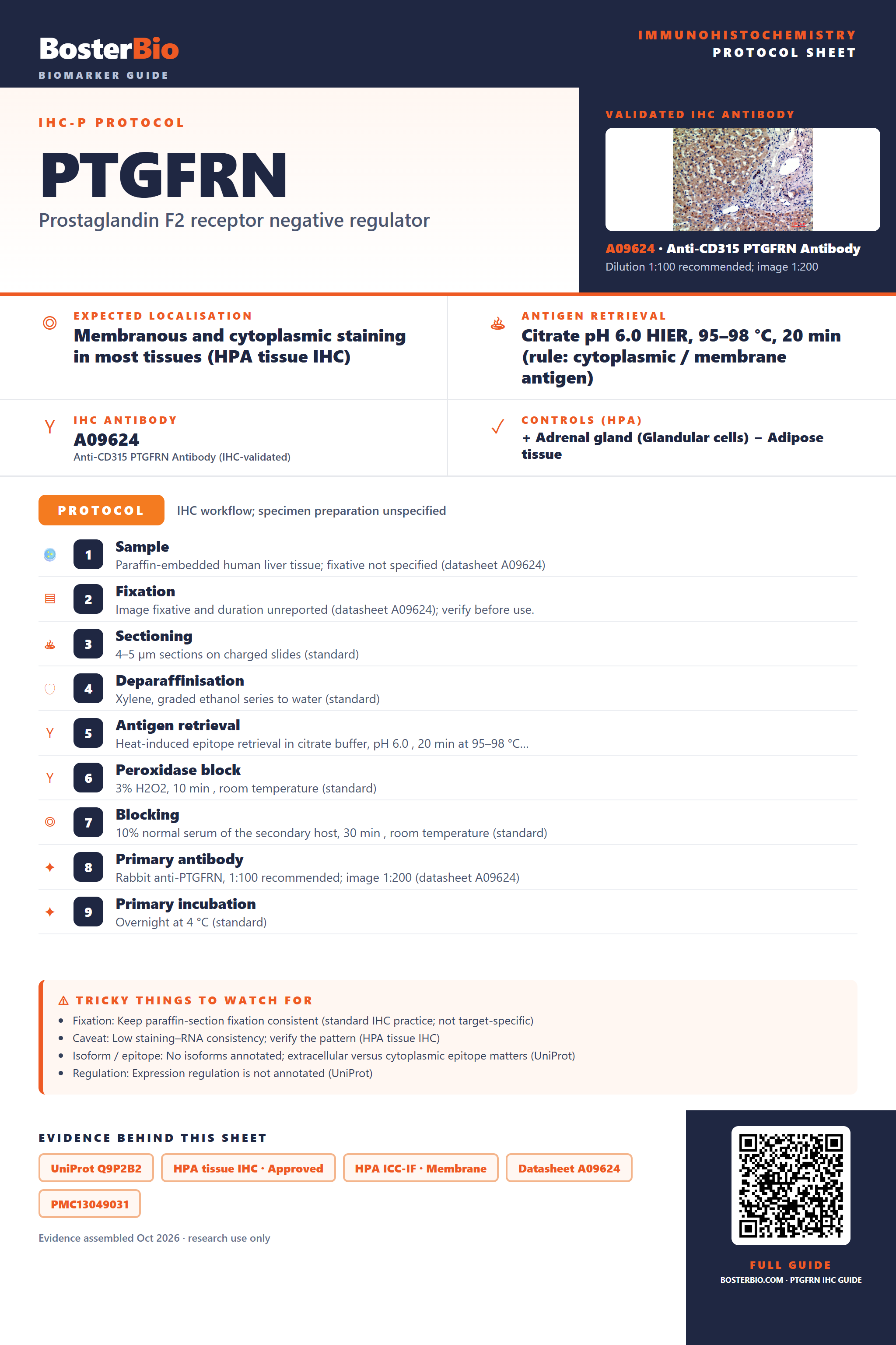 Immunohistochemistry protocol sheet for PTGFRN (IHC for PTGFRN): expected localisation Membranous and cytoplasmic staining in most tissues (HPA tissue IHC), antibody A09624, validated IHC image, and IHC protocol steps