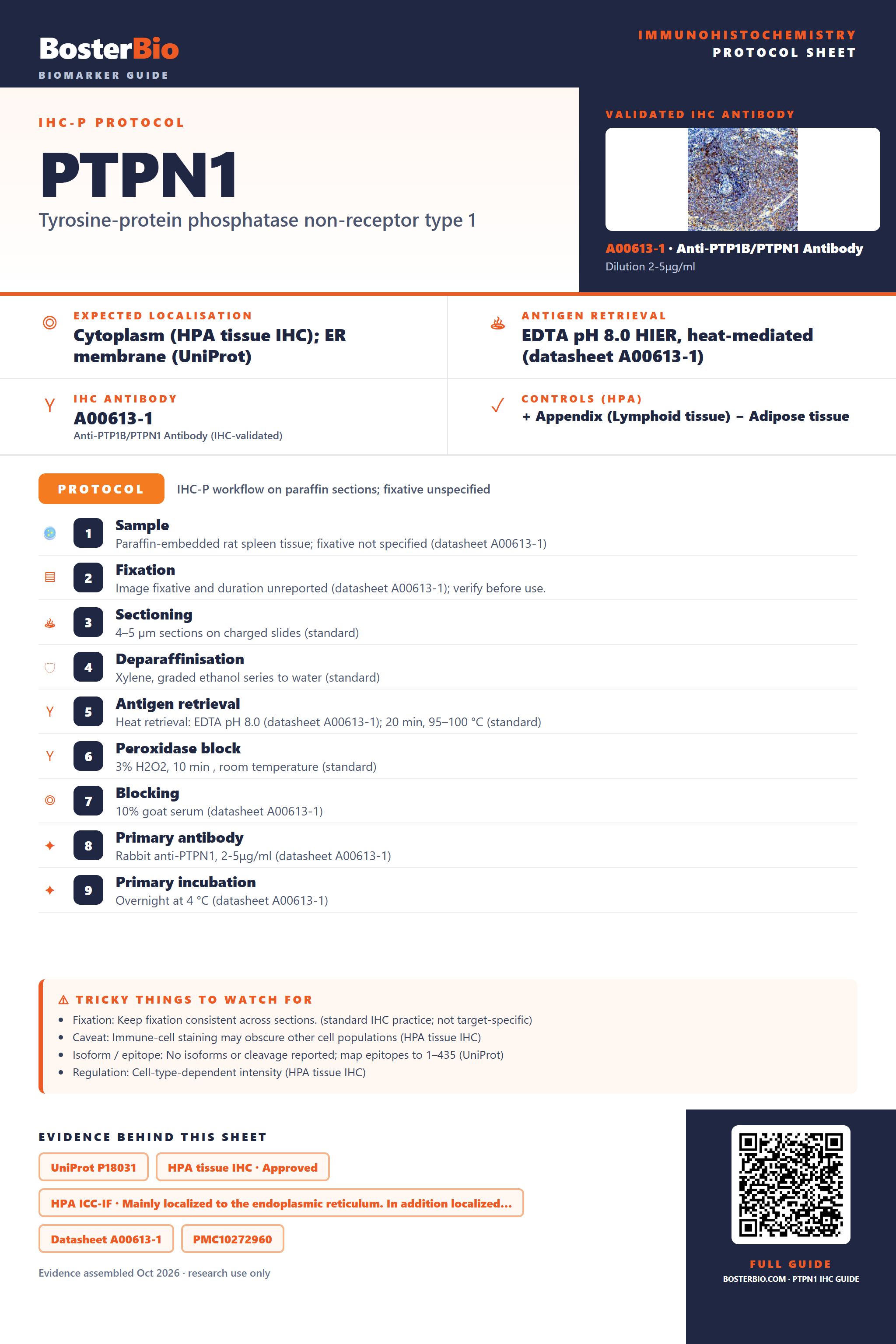 Immunohistochemistry protocol sheet for PTPN1 (IHC for PTPN1): expected localisation Cytoplasm (HPA tissue IHC); ER membrane (UniProt), antibody A00613-1, validated IHC image, and IHC protocol steps