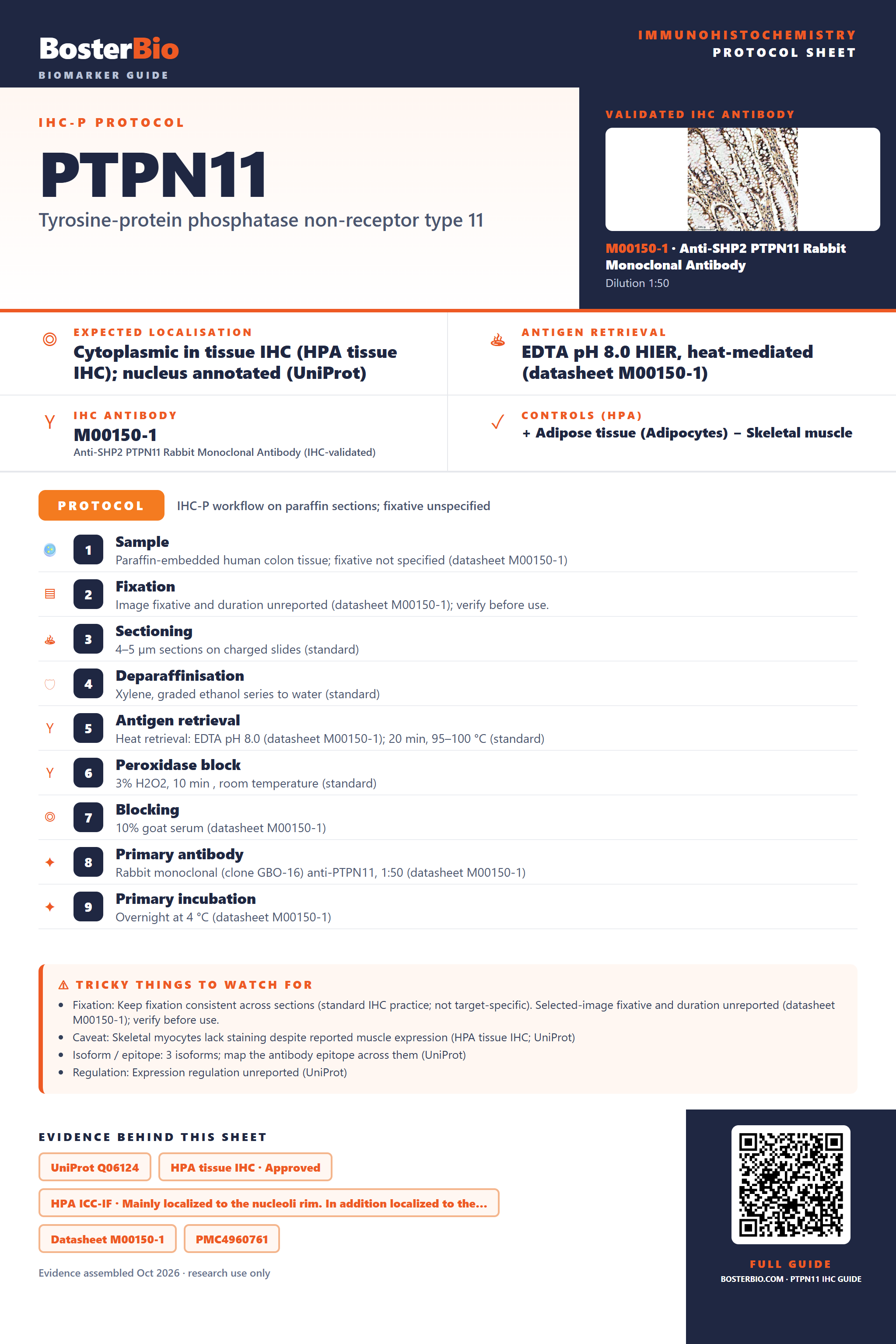 Immunohistochemistry protocol sheet for PTPN11 (IHC for PTPN11): expected localisation Cytoplasmic in tissue IHC (HPA tissue IHC); nucleus annotated (UniProt), antibody M00150-1, validated IHC image, and IHC protocol steps
