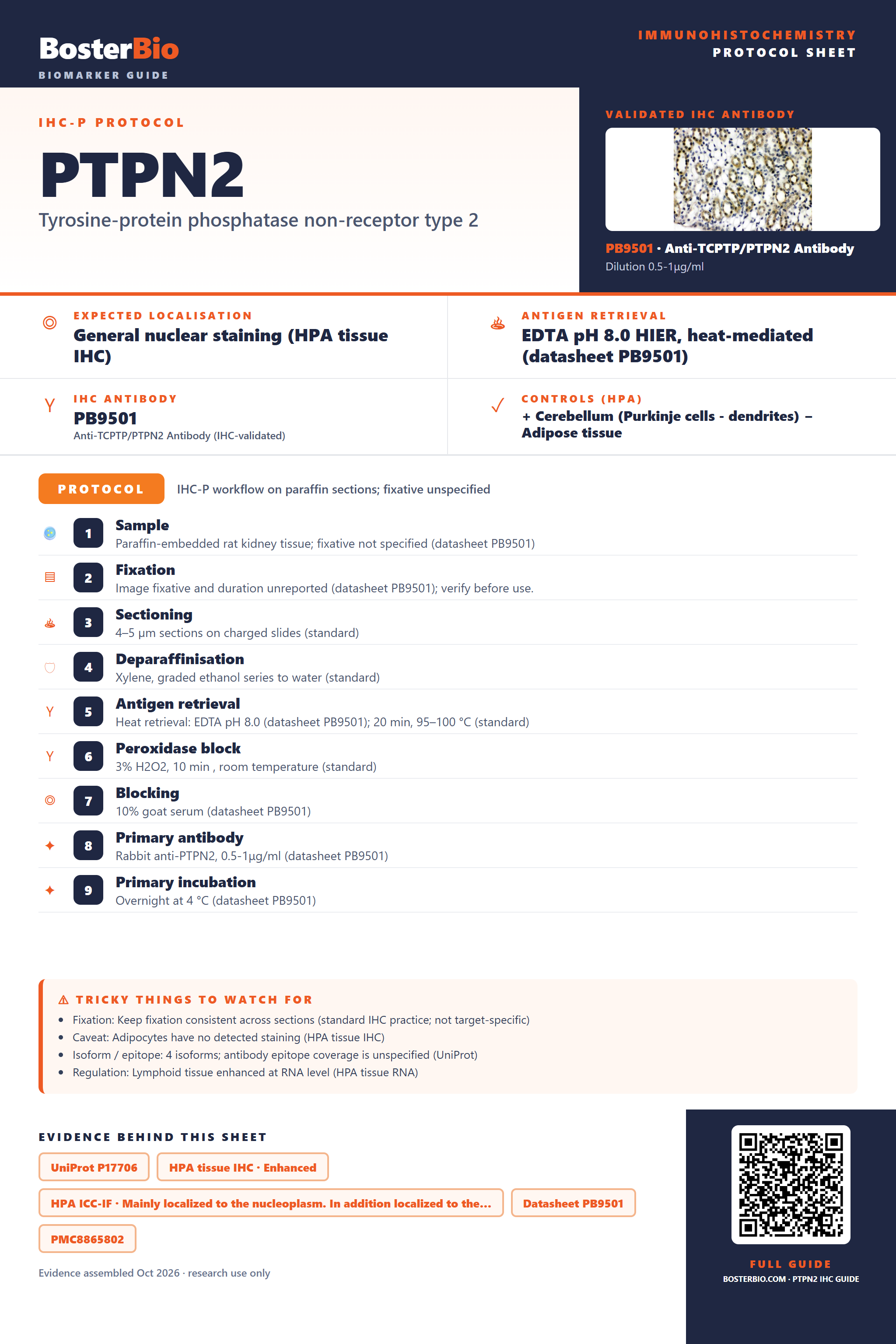 Immunohistochemistry protocol sheet for PTPN2 (IHC for PTPN2): expected localisation General nuclear staining (HPA tissue IHC), antibody PB9501, validated IHC image, and IHC protocol steps
