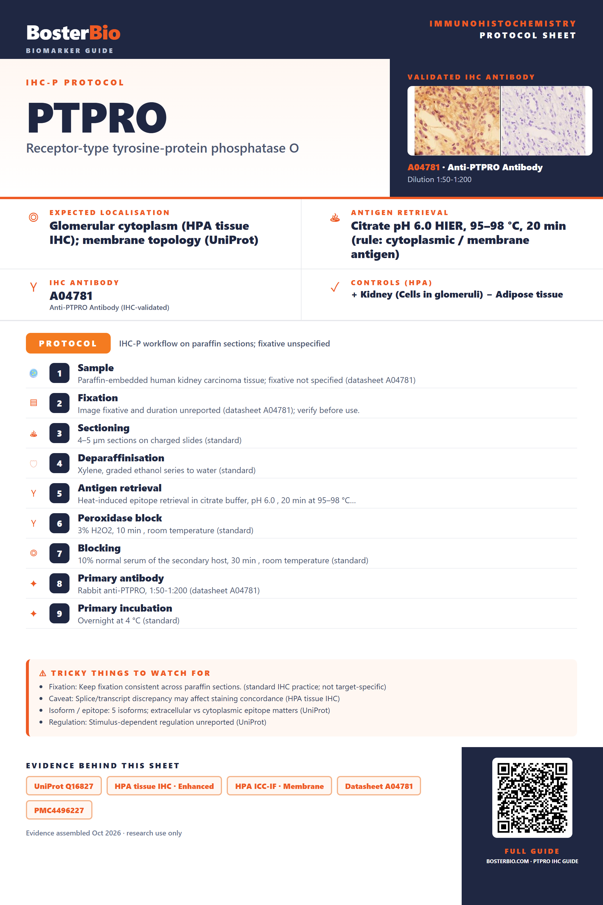 Immunohistochemistry protocol sheet for PTPRO (IHC for PTPRO): expected localisation Glomerular cytoplasm (HPA tissue IHC); membrane topology (UniProt), antibody A04781, validated IHC image, and IHC protocol steps