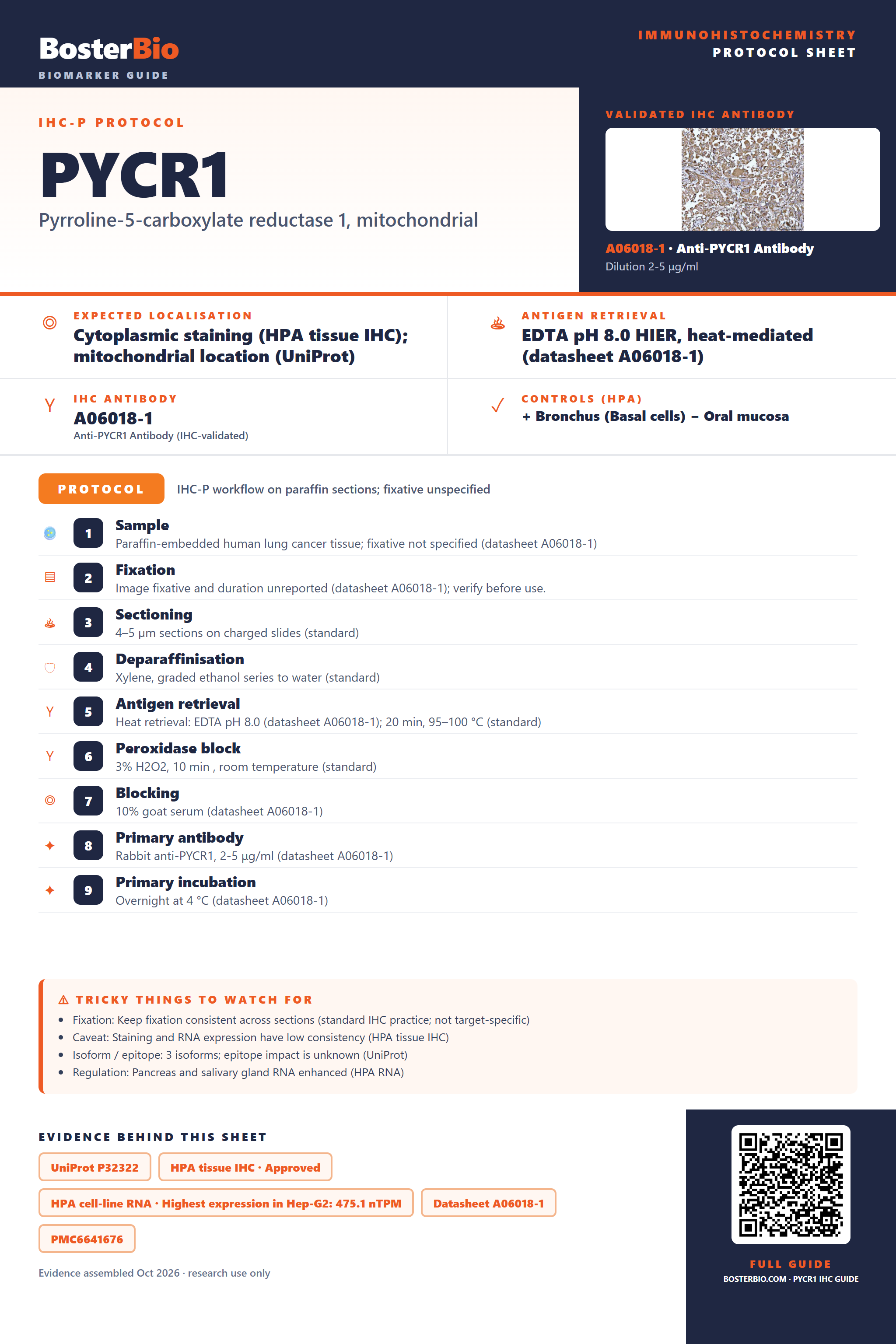 Immunohistochemistry protocol sheet for PYCR1 (IHC for PYCR1): expected localisation Cytoplasmic staining (HPA tissue IHC); mitochondrial location (UniProt), antibody A06018-1, validated IHC image, and IHC protocol steps