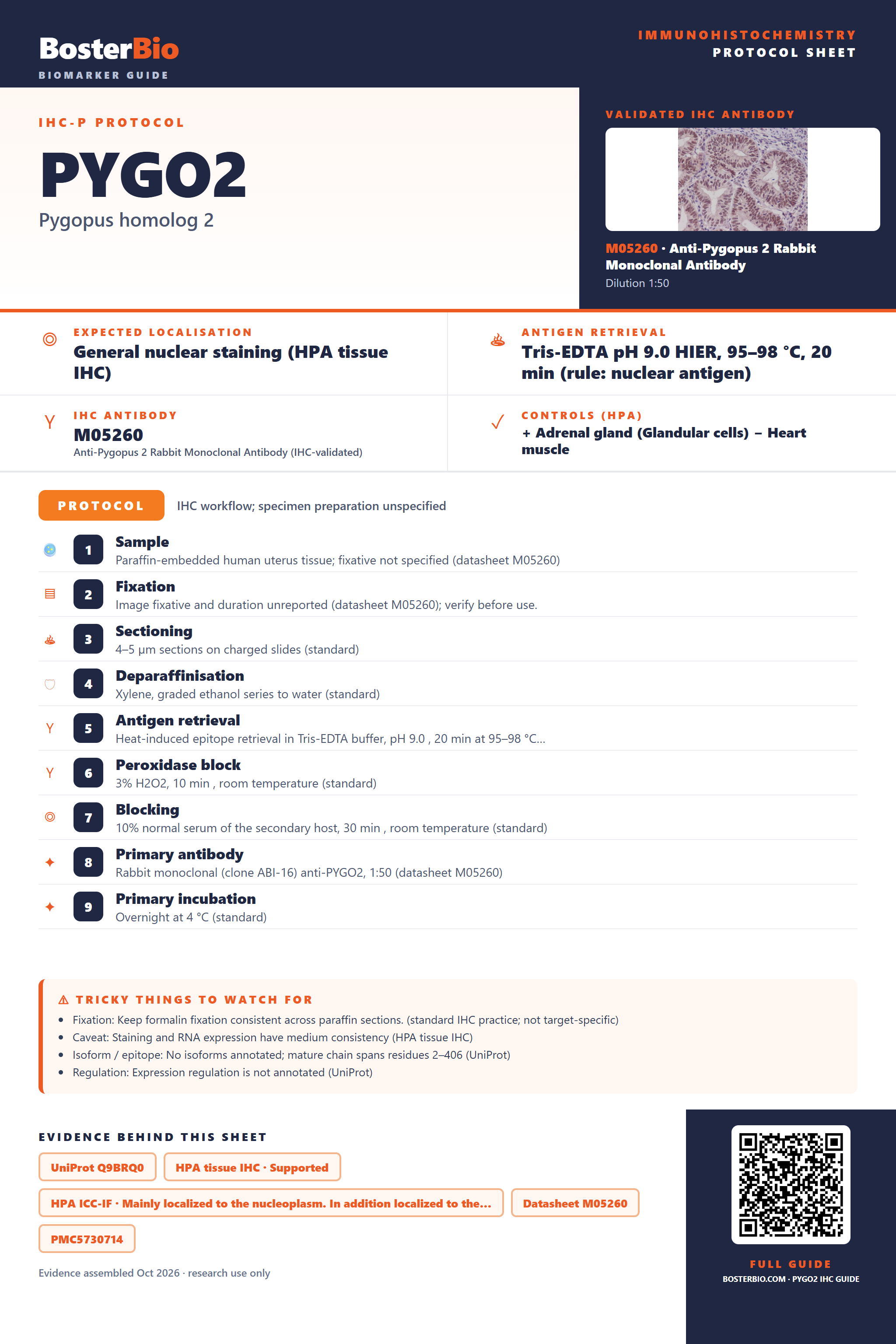 Immunohistochemistry protocol sheet for PYGO2 (IHC for PYGO2): expected localisation General nuclear staining (HPA tissue IHC), antibody M05260, validated IHC image, and IHC protocol steps