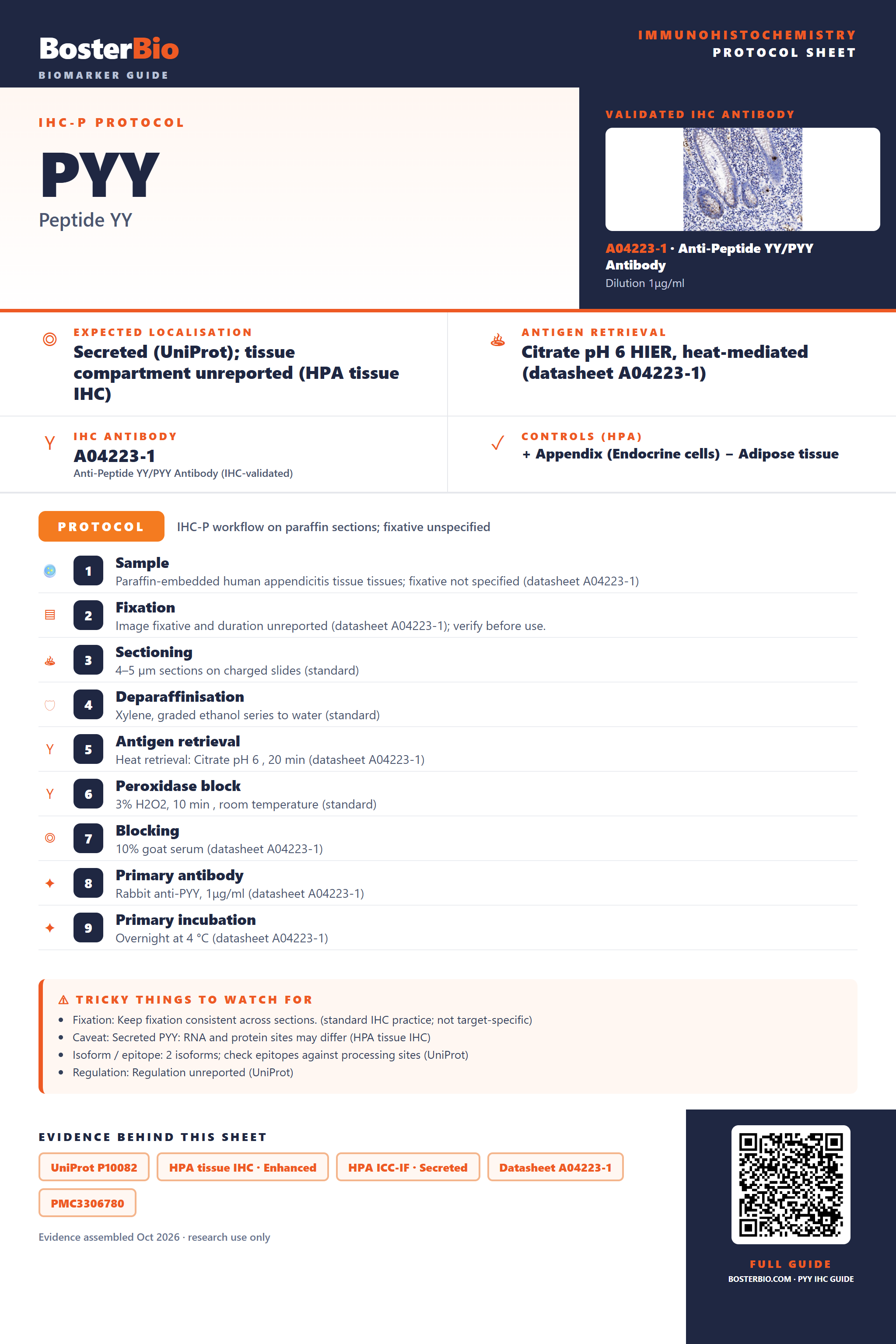 Immunohistochemistry protocol sheet for PYY (IHC for PYY): expected localisation Secreted (UniProt); tissue compartment unreported (HPA tissue IHC), antibody A04223-1, validated IHC image, and IHC protocol steps