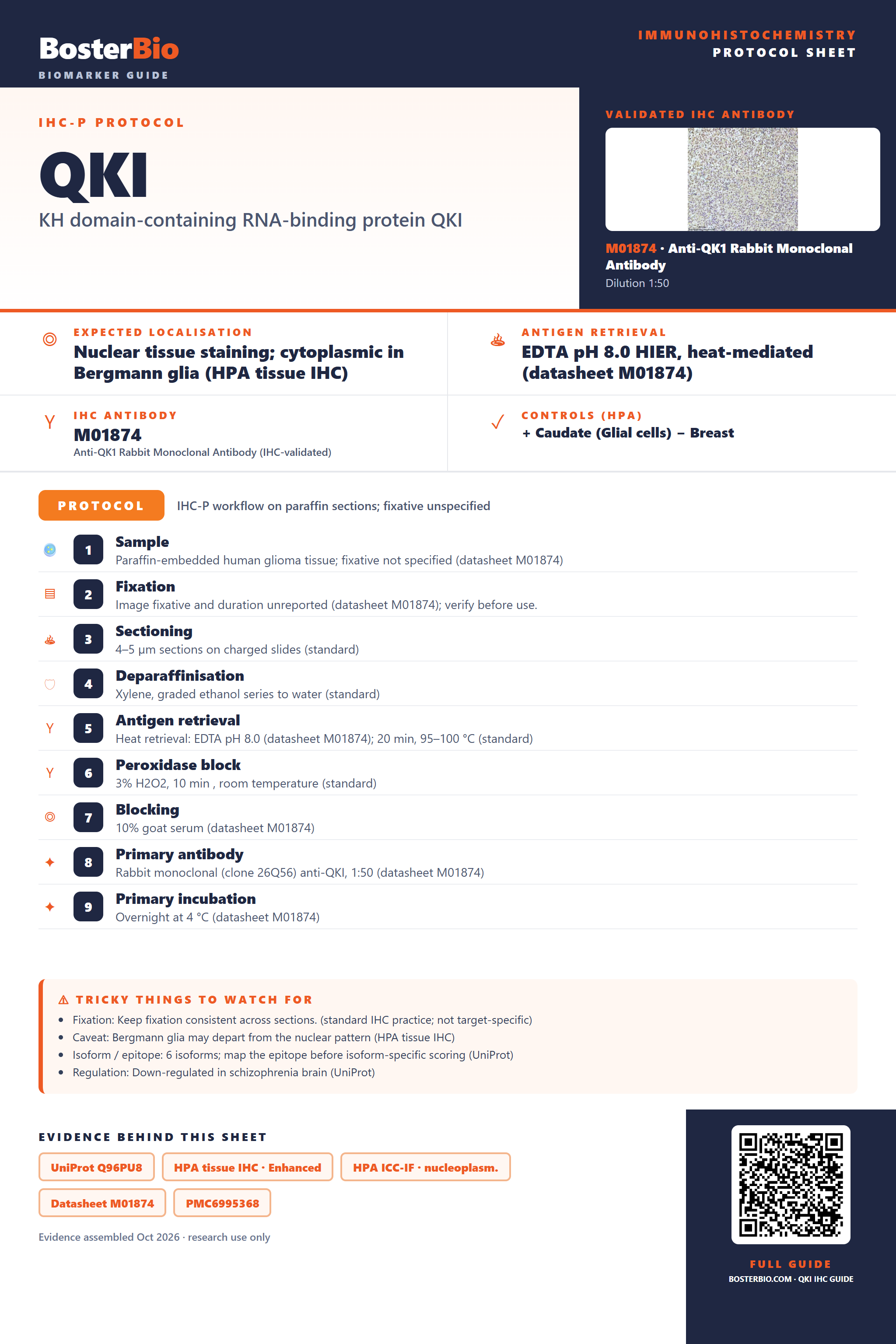 Immunohistochemistry protocol sheet for QKI (IHC for QKI): expected localisation Nuclear tissue staining; cytoplasmic in Bergmann glia (HPA tissue IHC), antibody M01874, validated IHC image, and IHC protocol steps