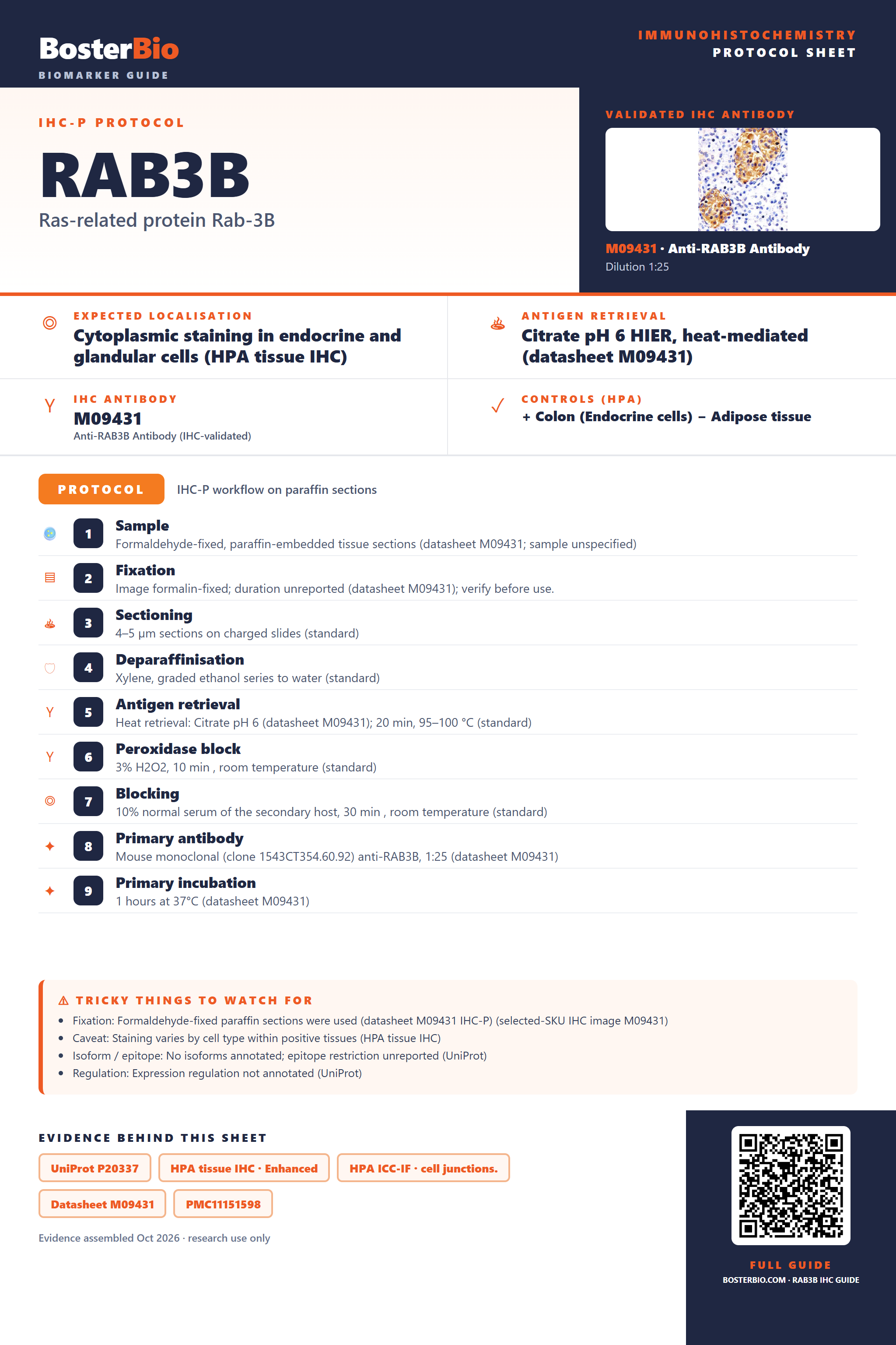 Immunohistochemistry protocol sheet for RAB3B (IHC for RAB3B): expected localisation Cytoplasmic staining in endocrine and glandular cells (HPA tissue IHC), antibody M09431, validated IHC image, and IHC protocol steps