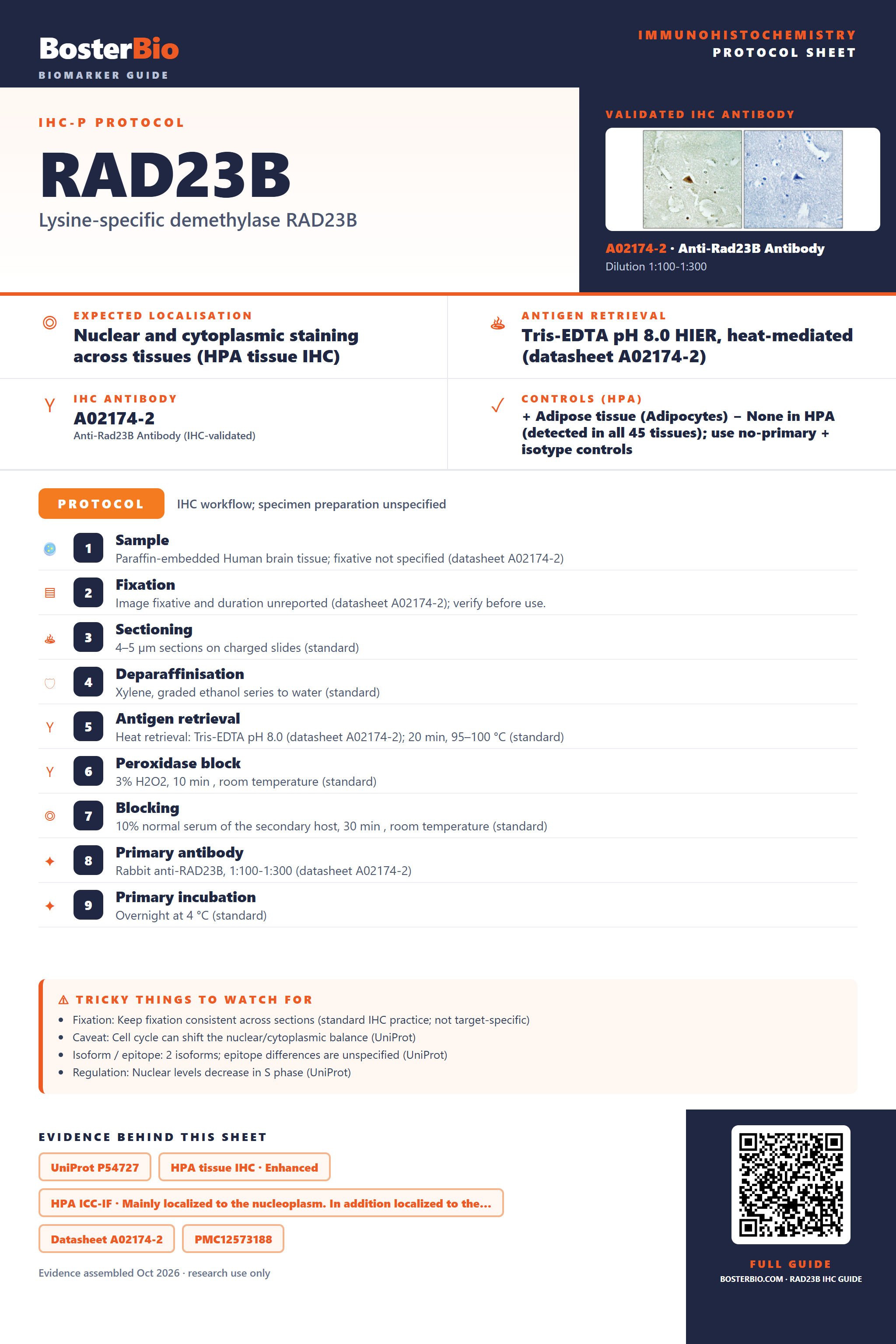 Immunohistochemistry protocol sheet for RAD23B (IHC for RAD23B): expected localisation Nuclear and cytoplasmic staining across tissues (HPA tissue IHC), antibody A02174-2, validated IHC image, and IHC protocol steps