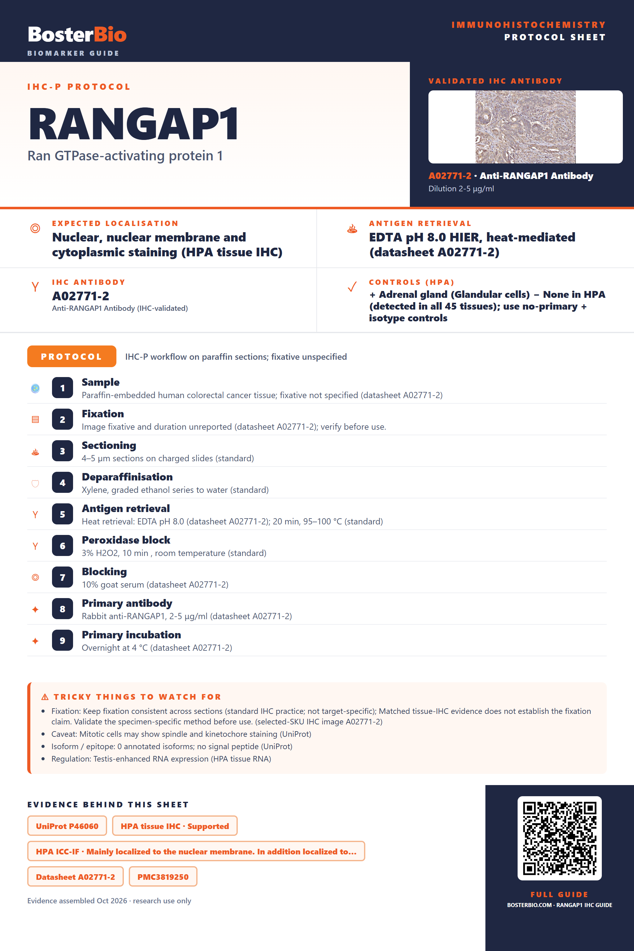 Immunohistochemistry protocol sheet for RANGAP1 (IHC for RANGAP1): expected localisation Nuclear, nuclear membrane and cytoplasmic staining (HPA tissue IHC), antibody A02771-2, validated IHC image, and IHC protocol steps