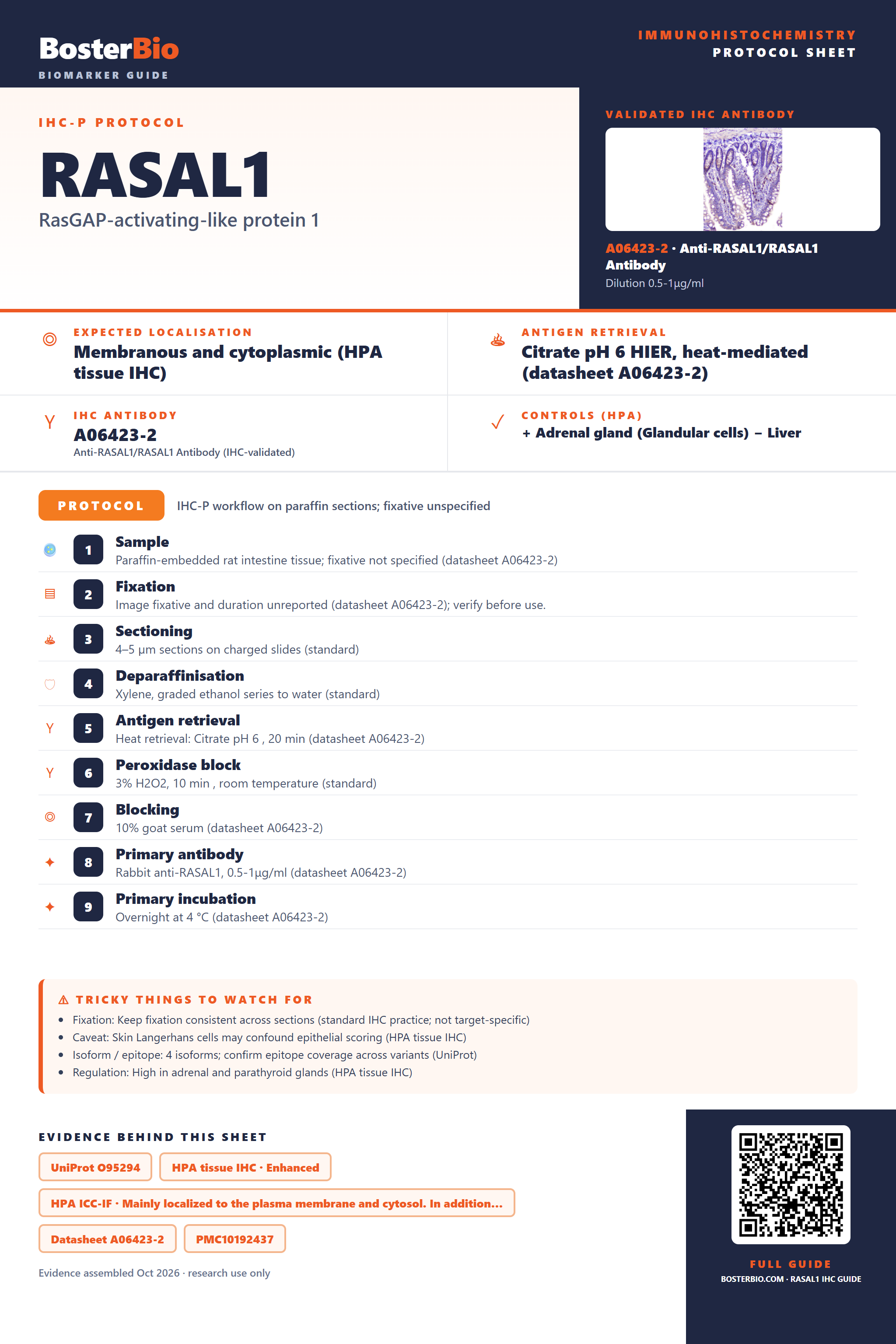 Immunohistochemistry protocol sheet for RASAL1 (IHC for RASAL1): expected localisation Membranous and cytoplasmic (HPA tissue IHC), antibody A06423-2, validated IHC image, and IHC protocol steps