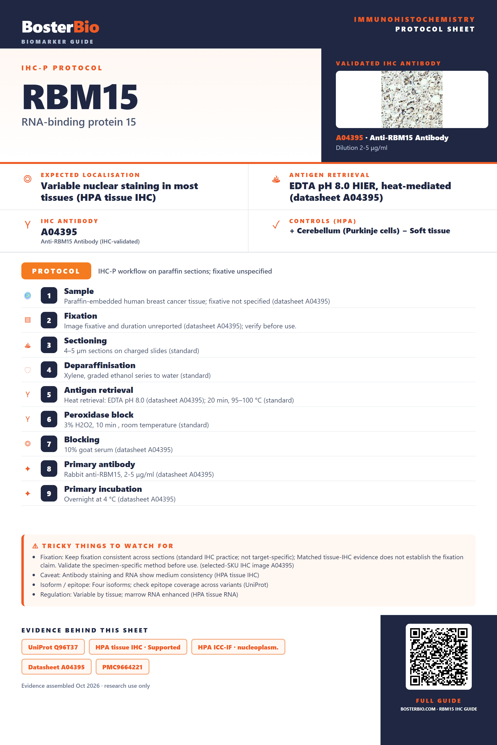 Immunohistochemistry protocol sheet for RBM15 (IHC for RBM15): expected localisation Variable nuclear staining in most tissues (HPA tissue IHC), antibody A04395, validated IHC image, and IHC protocol steps