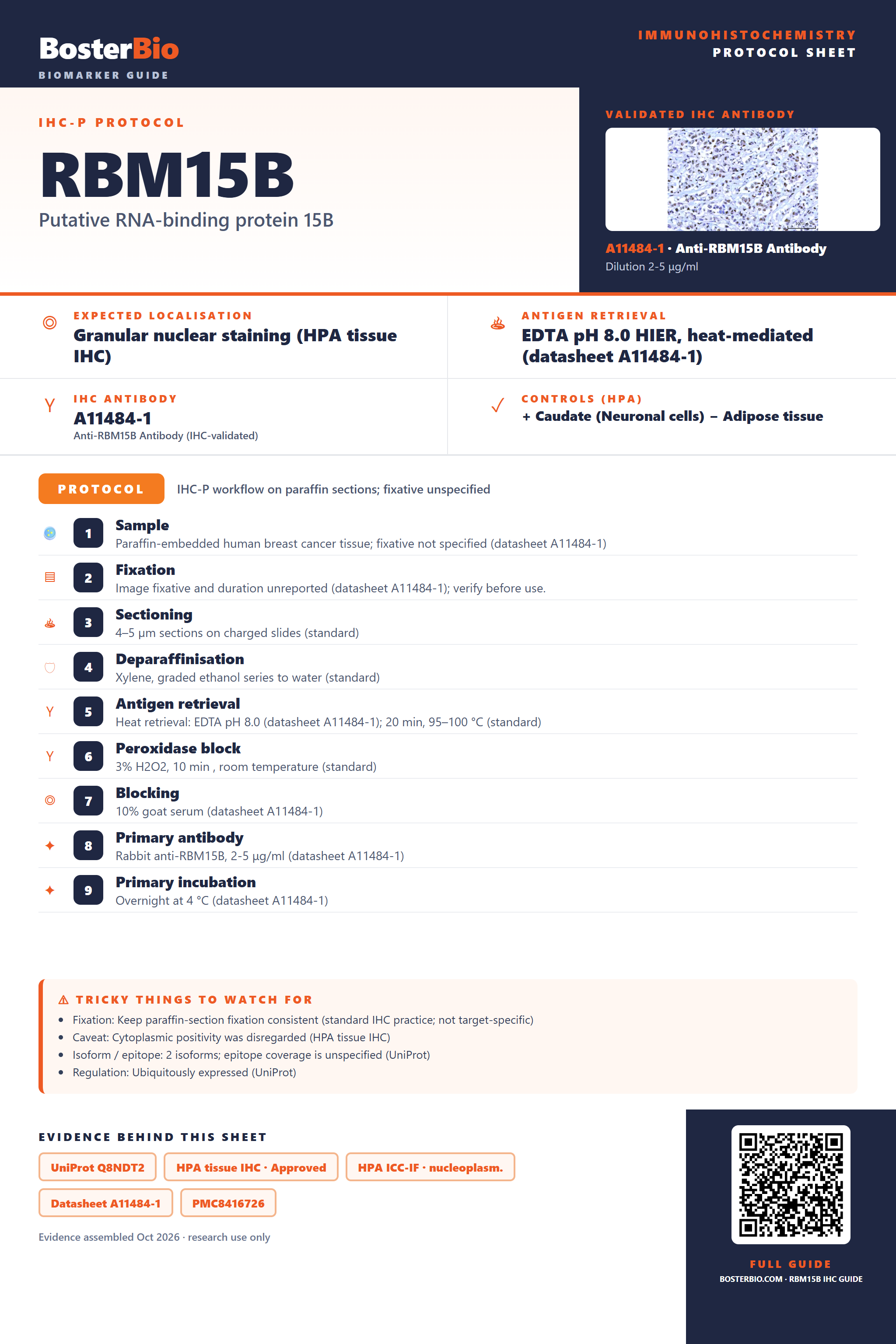 Immunohistochemistry protocol sheet for RBM15B (IHC for RBM15B): expected localisation Granular nuclear staining (HPA tissue IHC), antibody A11484-1, validated IHC image, and IHC protocol steps