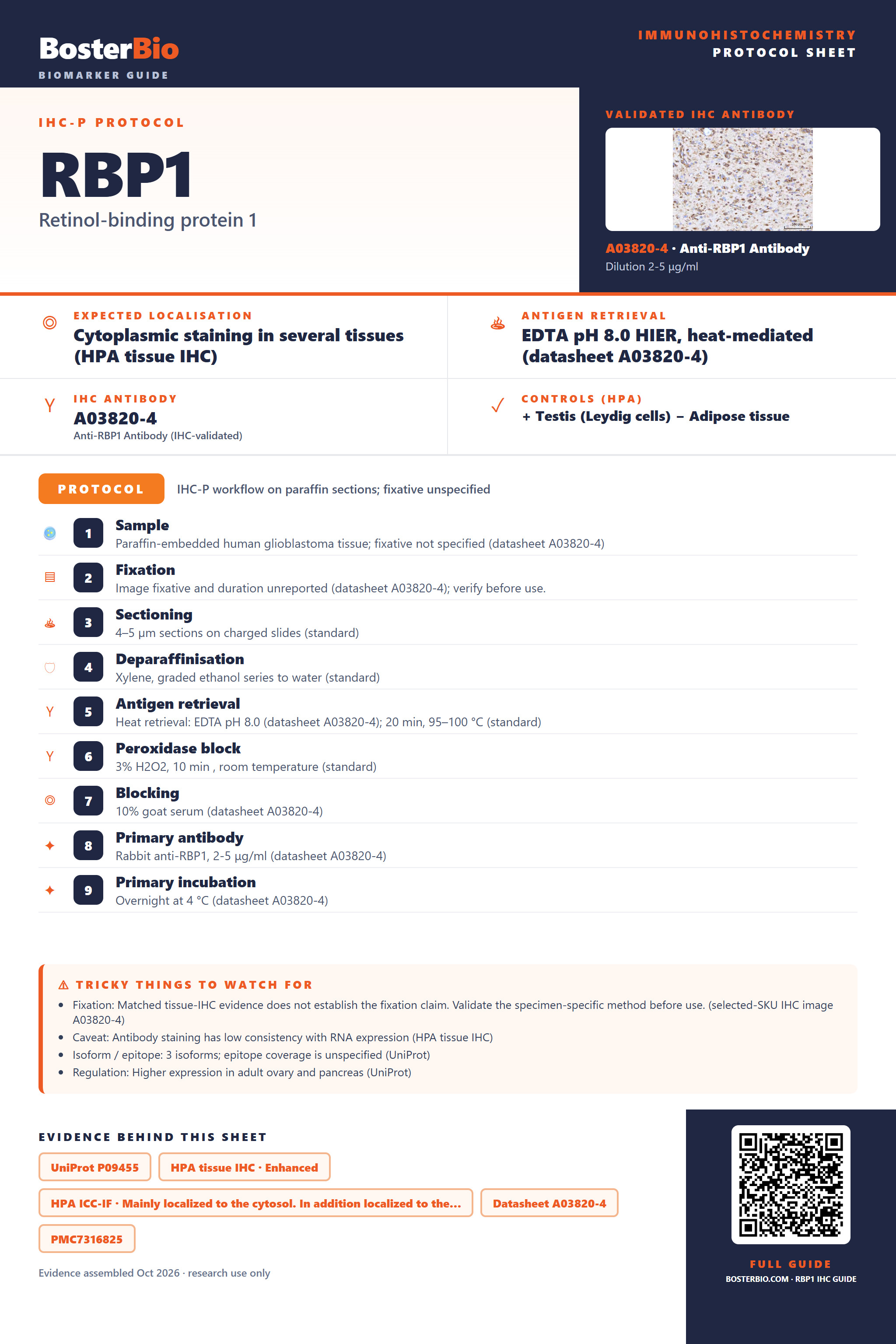Immunohistochemistry protocol sheet for RBP1 (IHC for RBP1): expected localisation Cytoplasmic staining in several tissues (HPA tissue IHC), antibody A03820-4, validated IHC image, and IHC protocol steps