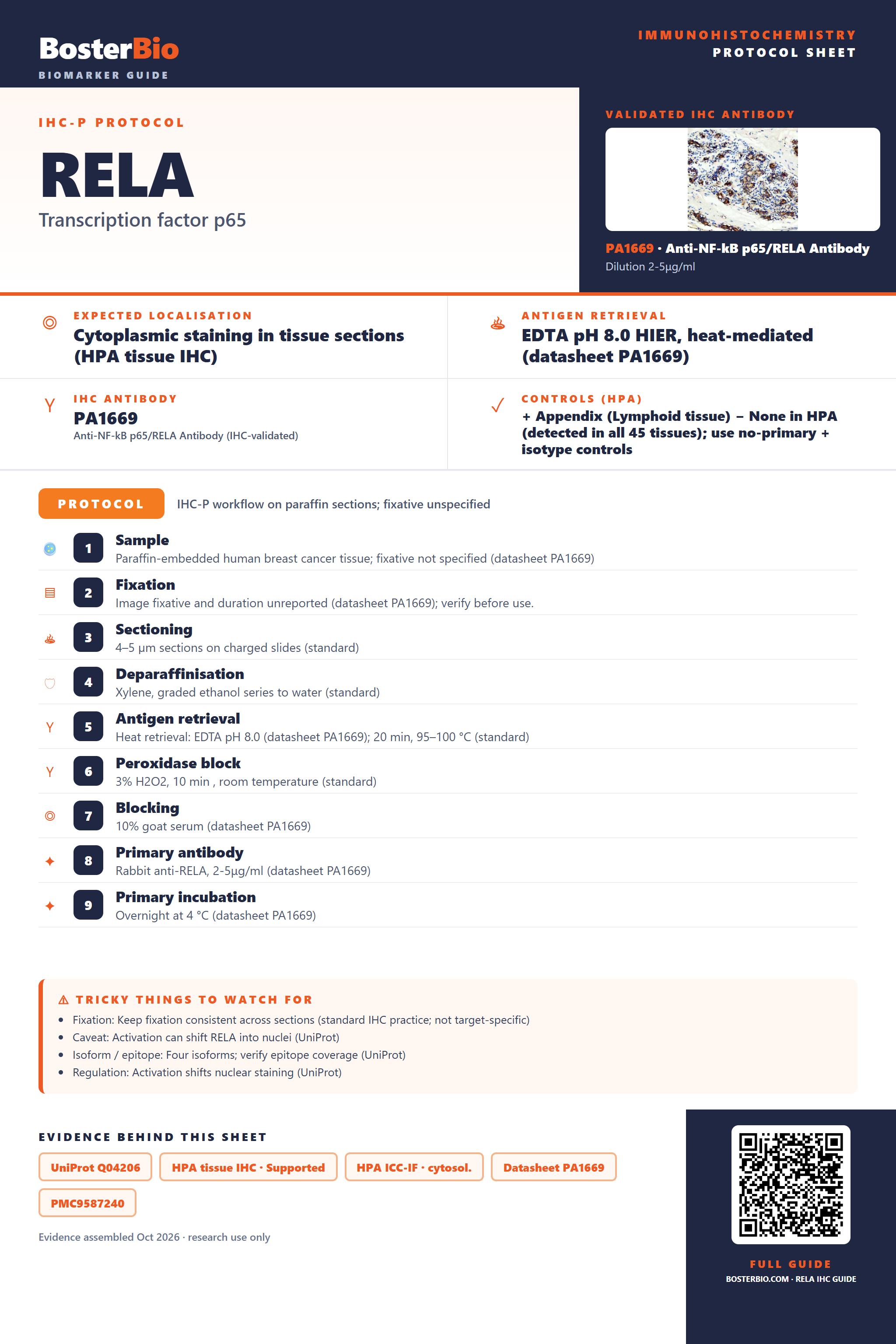 Immunohistochemistry protocol sheet for RELA (IHC for RELA): expected localisation Cytoplasmic staining in tissue sections (HPA tissue IHC), antibody PA1669, validated IHC image, and IHC protocol steps
